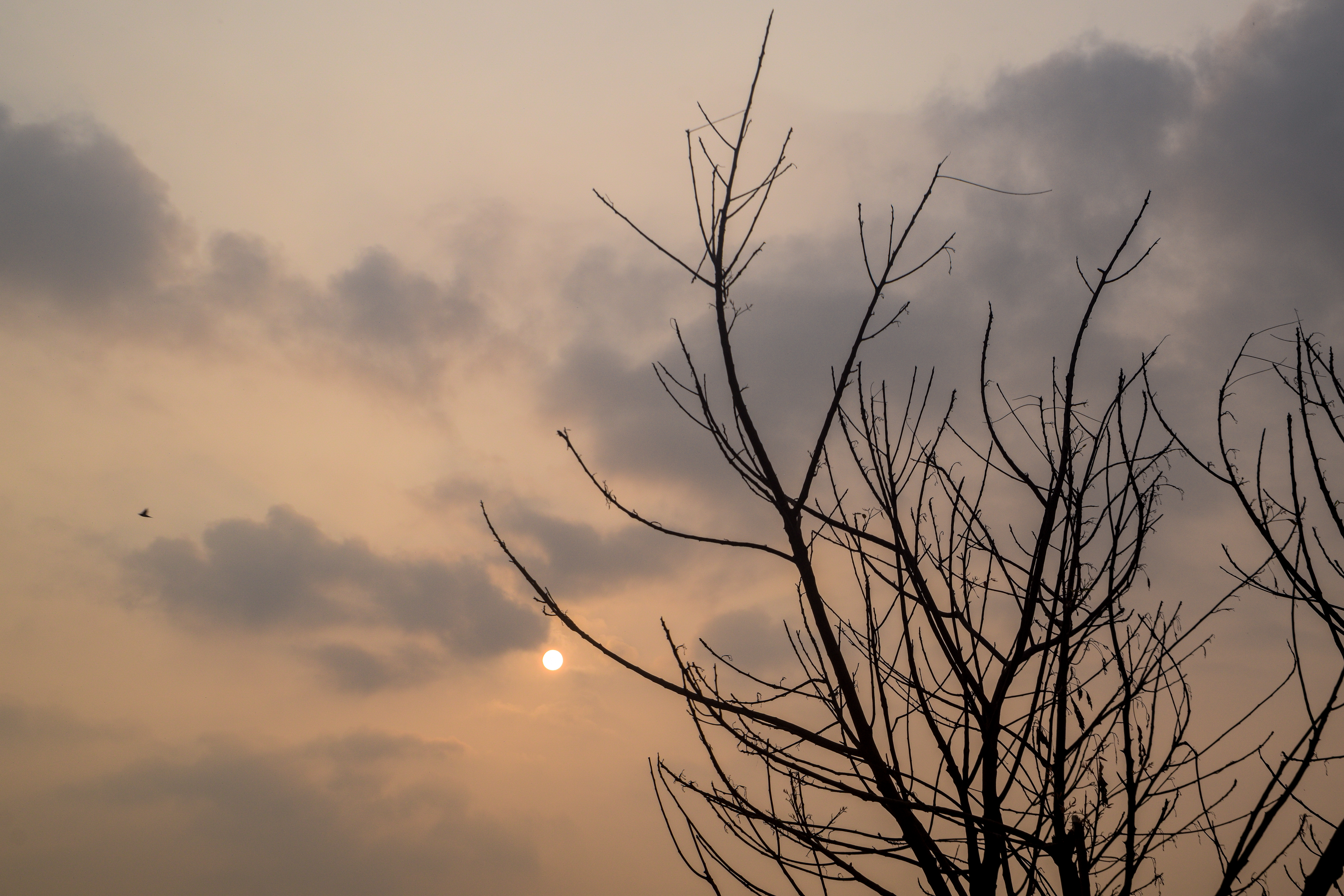 Morning sunrise with tree