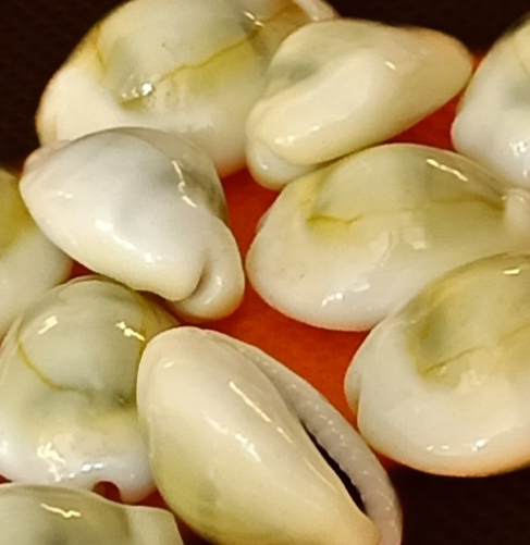Cowrie Sea Shells – 20 Pieces (Approx. 50 g)