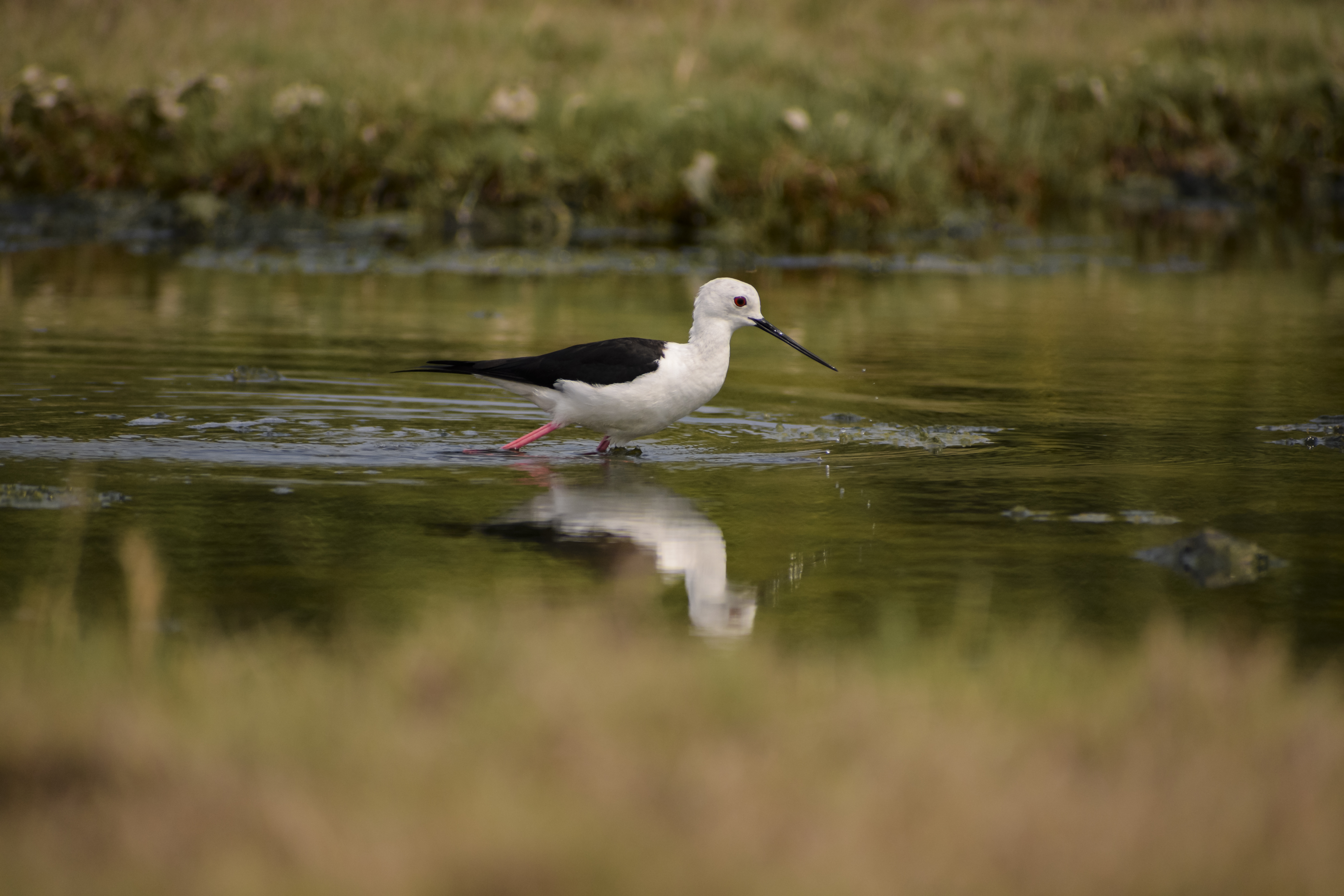 Black-winged Stilt Bird – Digital Photo