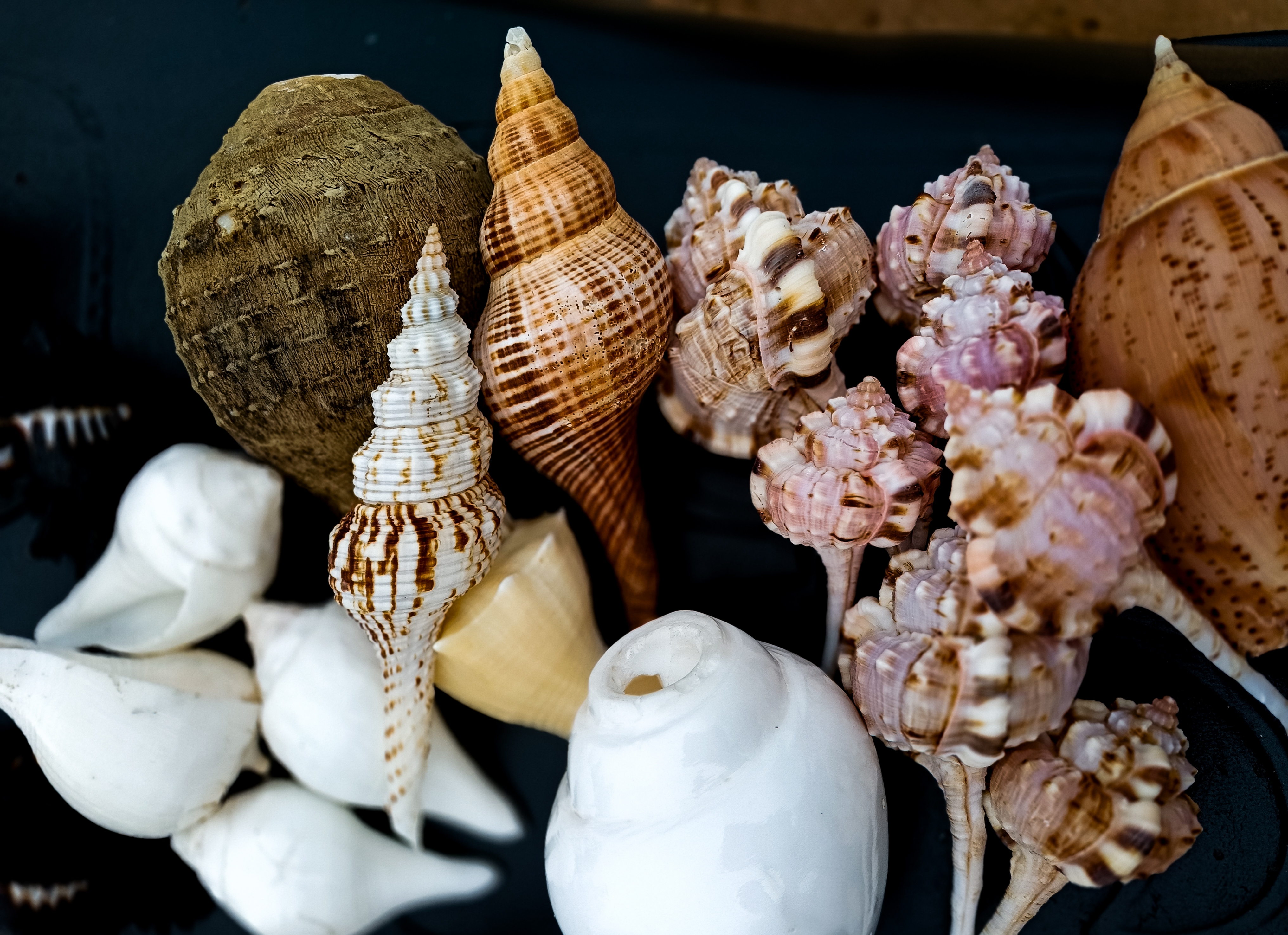 Mixed Indian Conch Shell Collection – Natural & Sacred Sea Shell Set