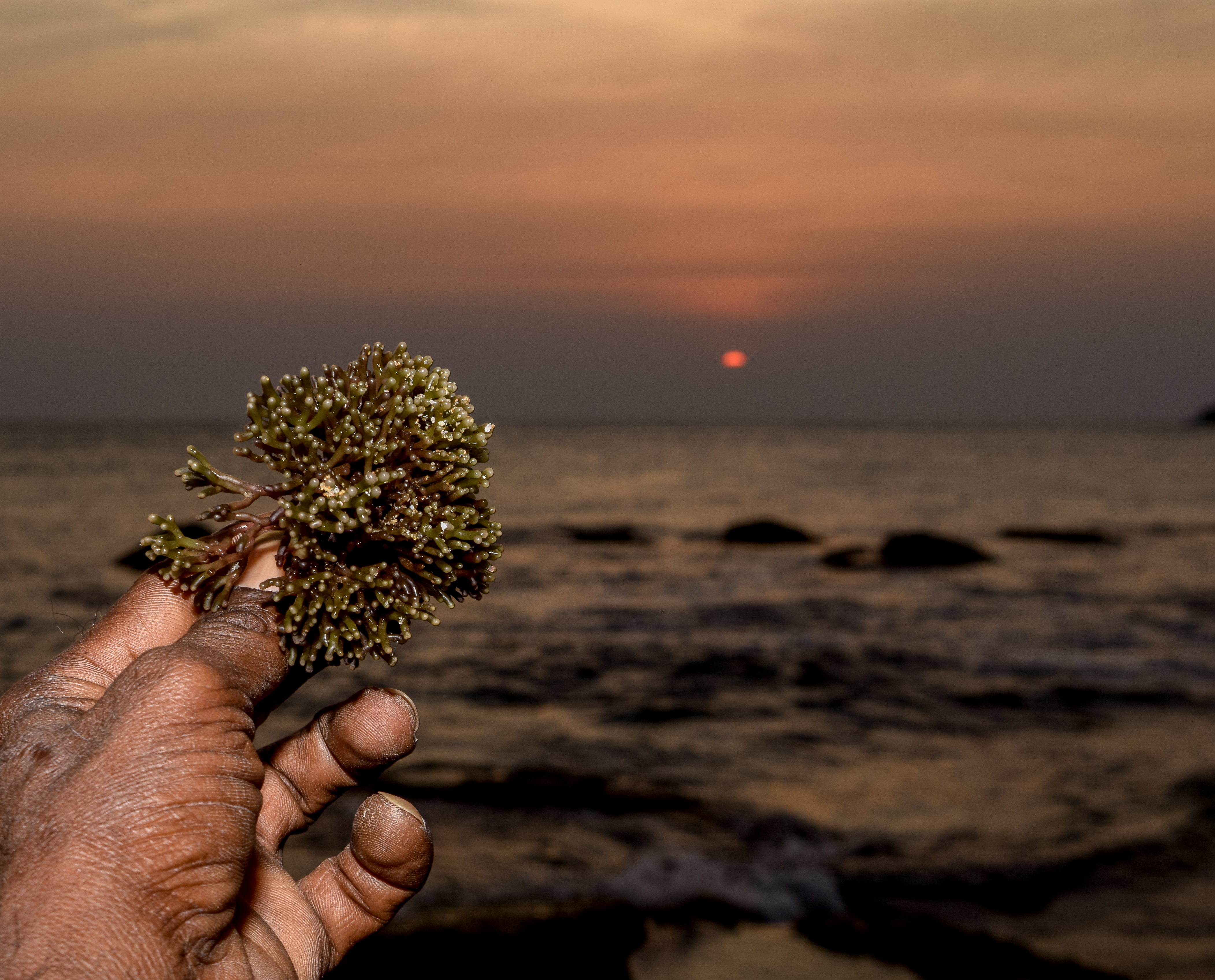 Sea Plant in Hand at Kanyakumari Sunset – Editorial Photo
