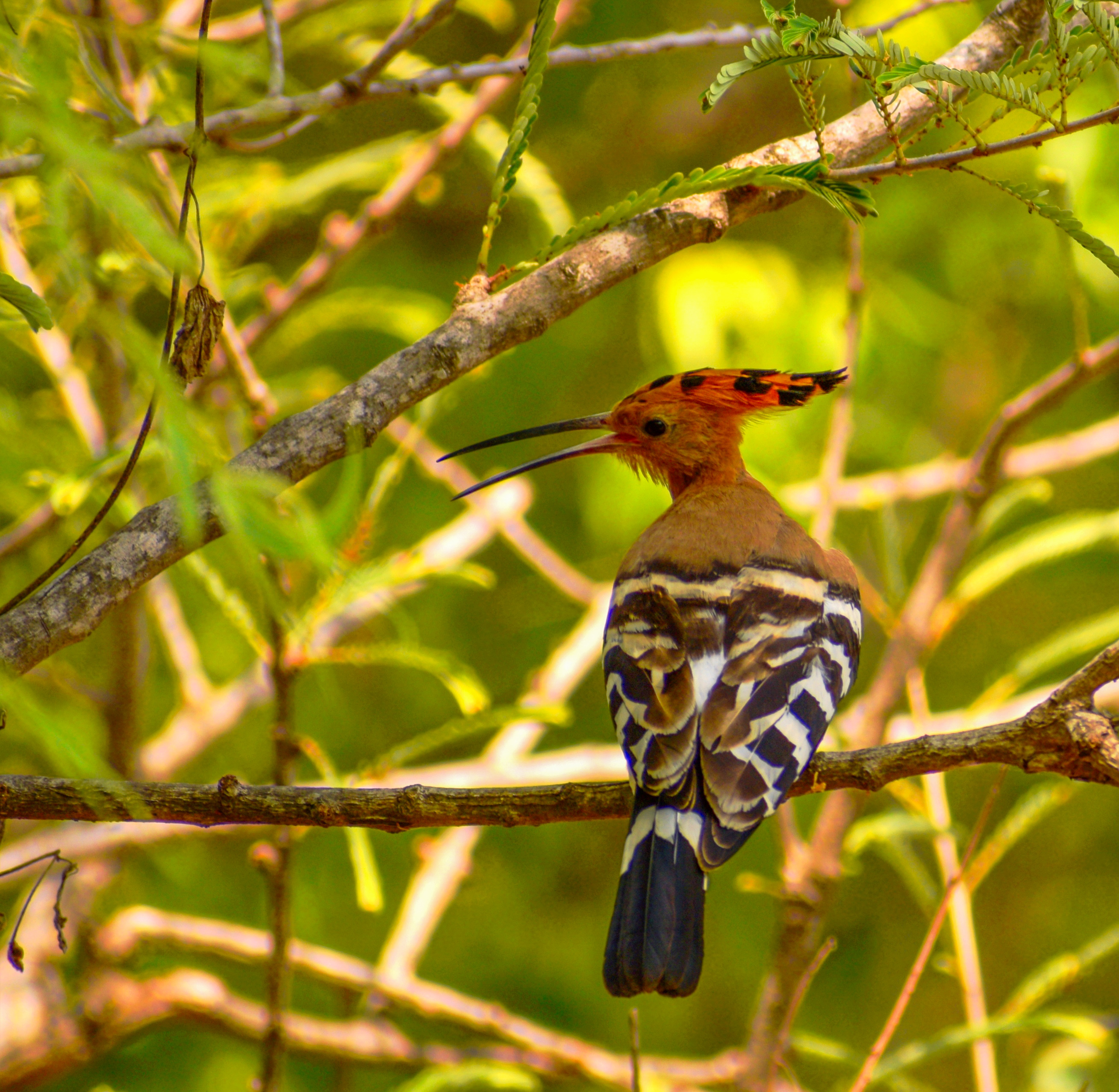 Eurasian Hoopoe Bird on Tree Branch – Wildlife Photography Digital Download (High Resolution)