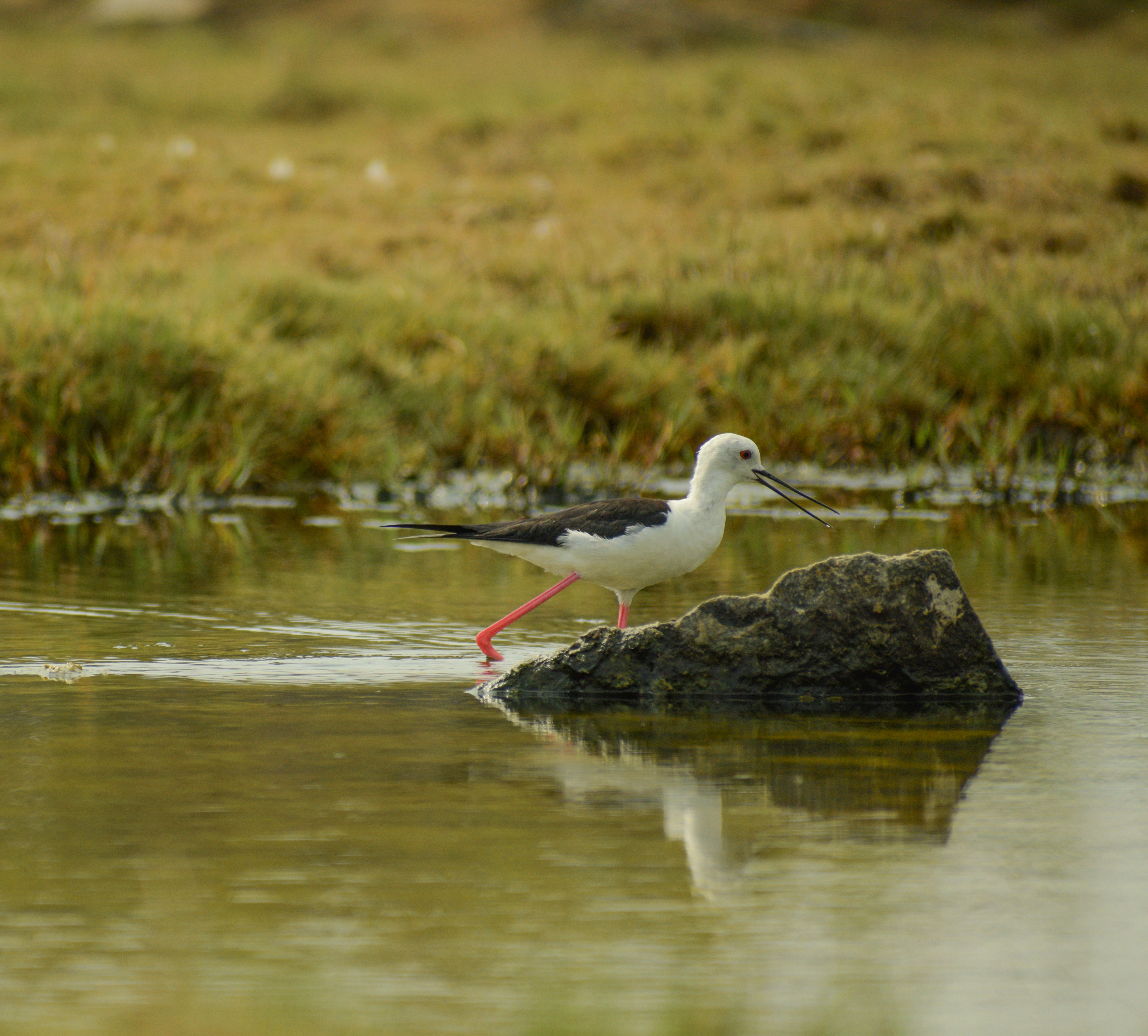 Black-winged Stilt Standing on Rock – Wildlife Nature Photography (High Resolution Digital Download)