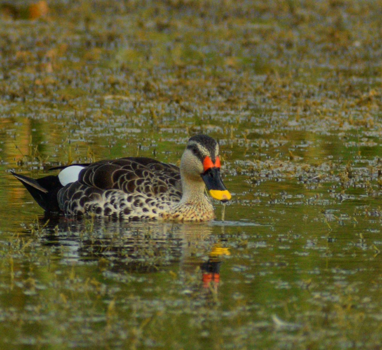 Spot-billed Duck Swimming in Wetland – Indian Wildlife Bird Photo