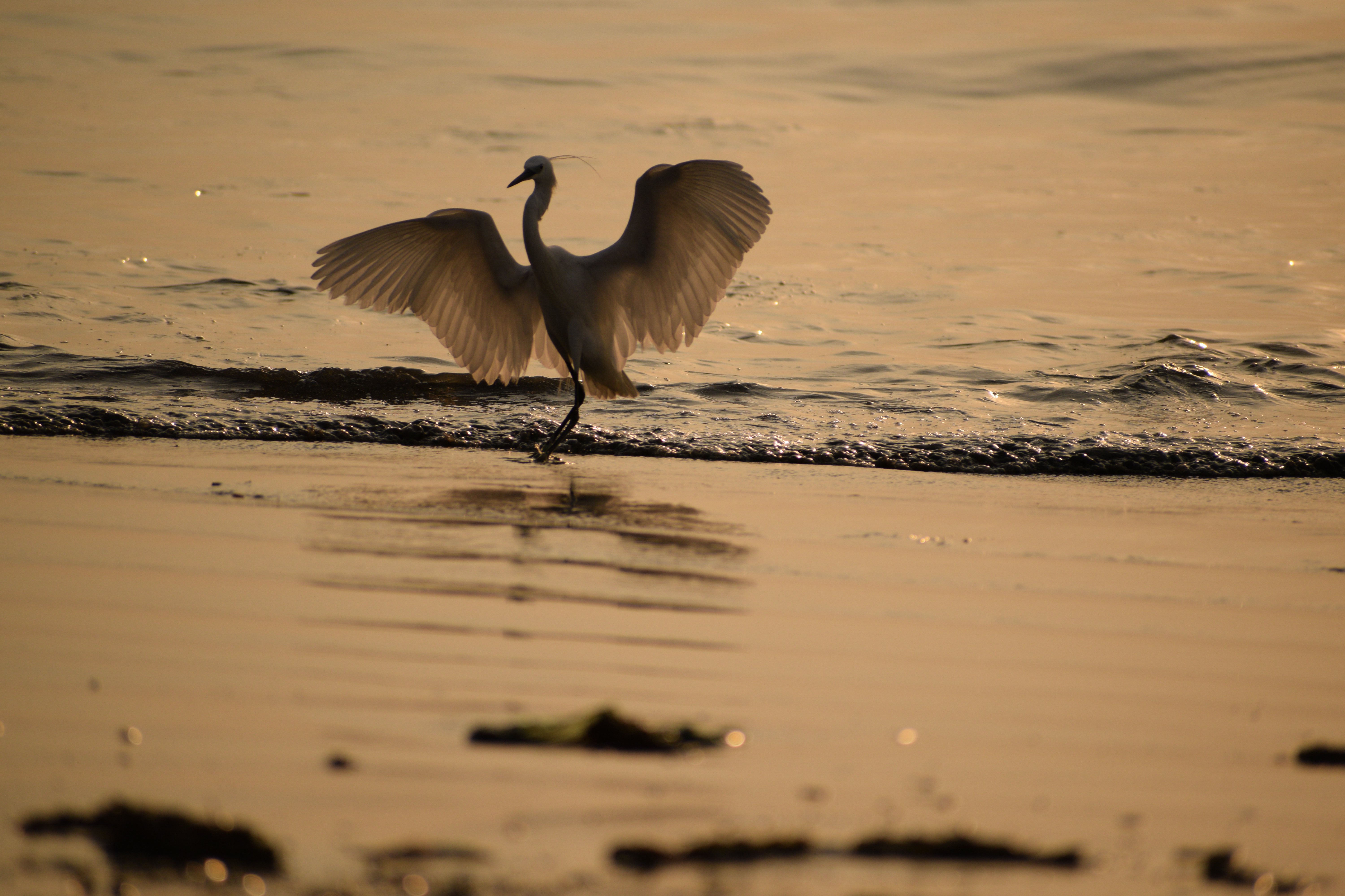 Little Egret Spreading Wings at Sunset – Golden Beach Wildlife Photo
