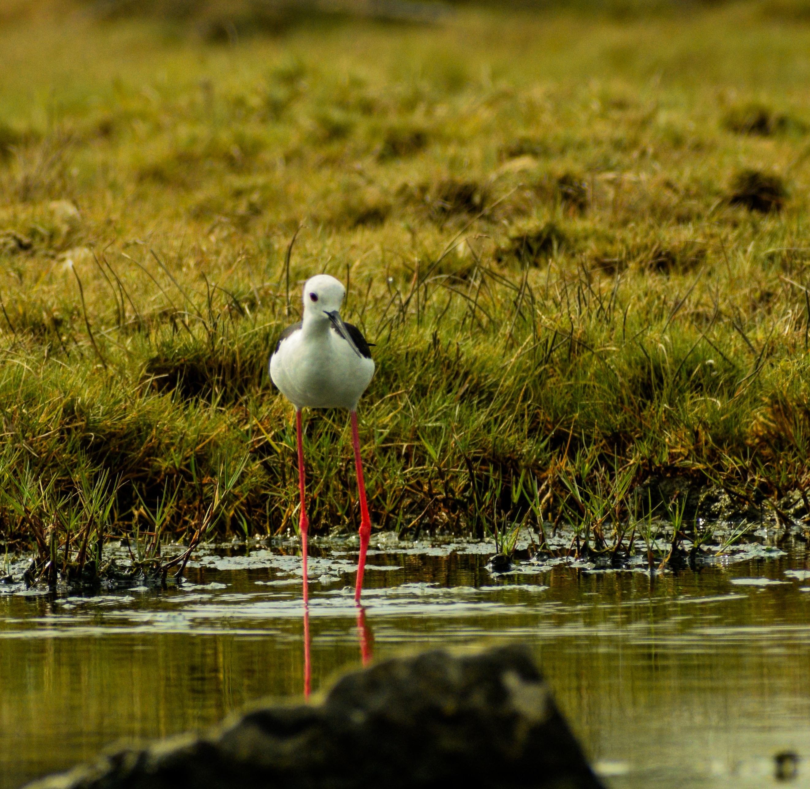 Black-winged Stilt Standing in Shallow Water – Indian Wetland Bird Photo