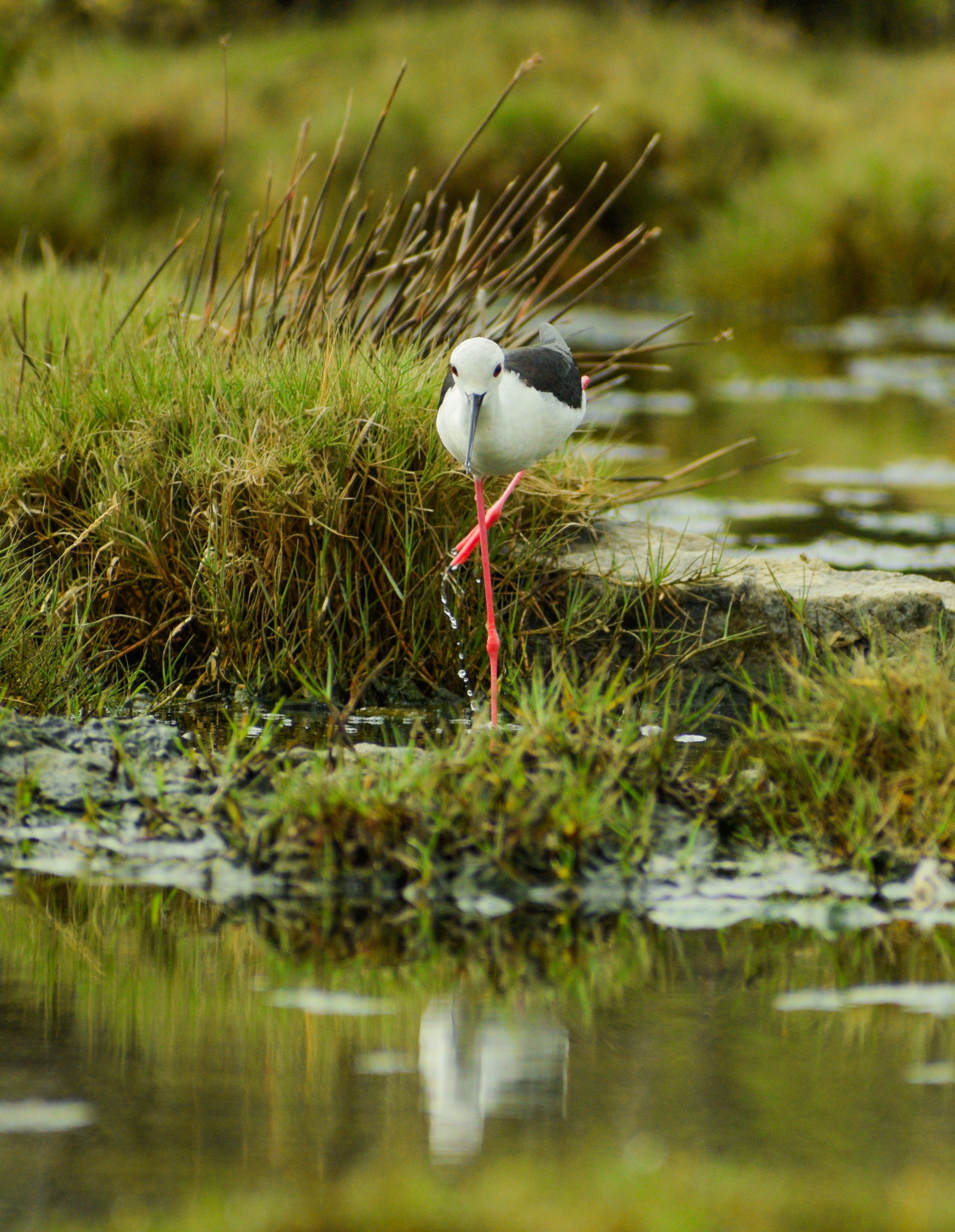Black-winged Stilt by Wetland Edge – Indian Wildlife Bird Photo