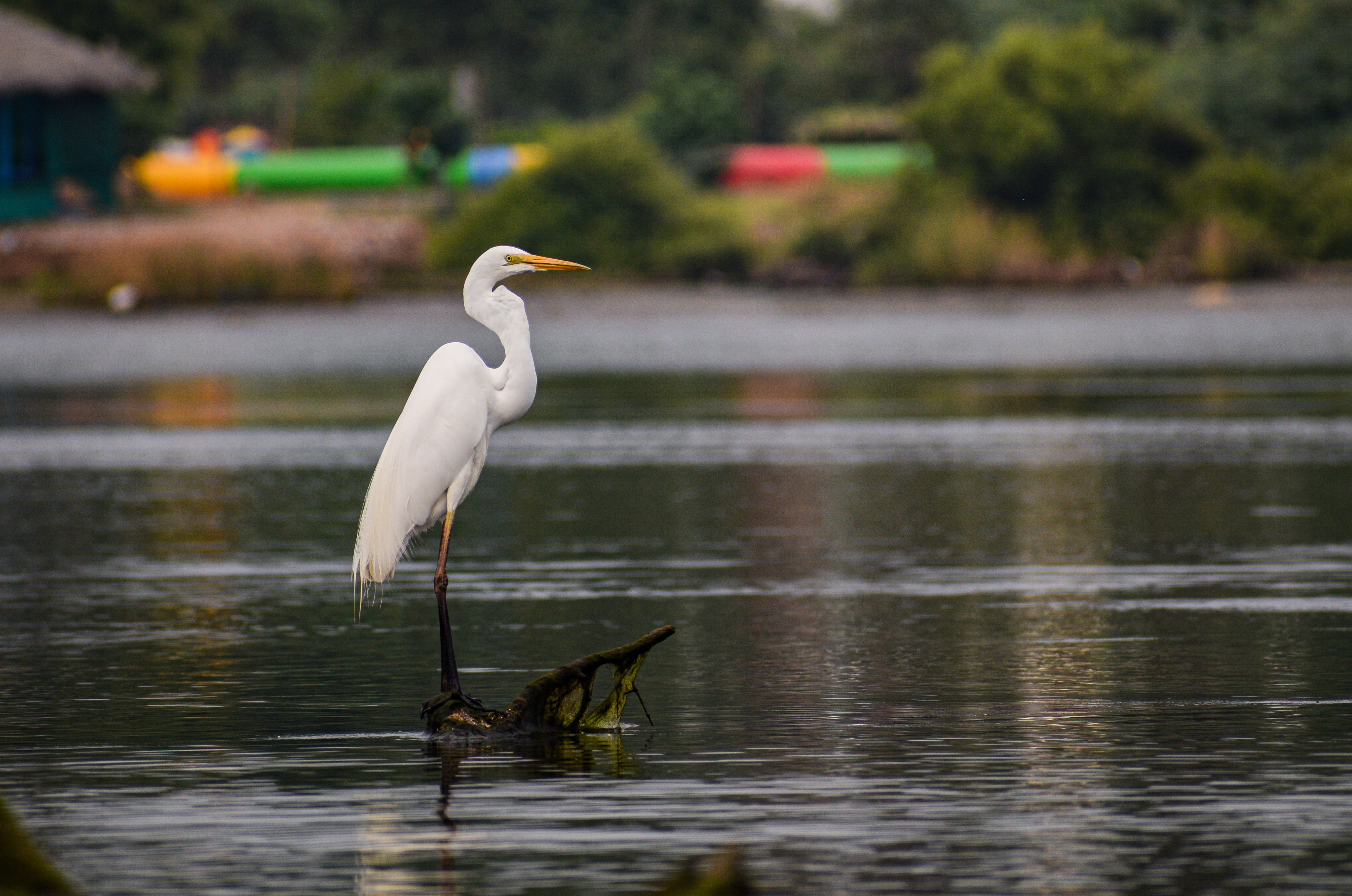 Elegant White Egret Standing Calmly in Water – Wildlife Nature Photography