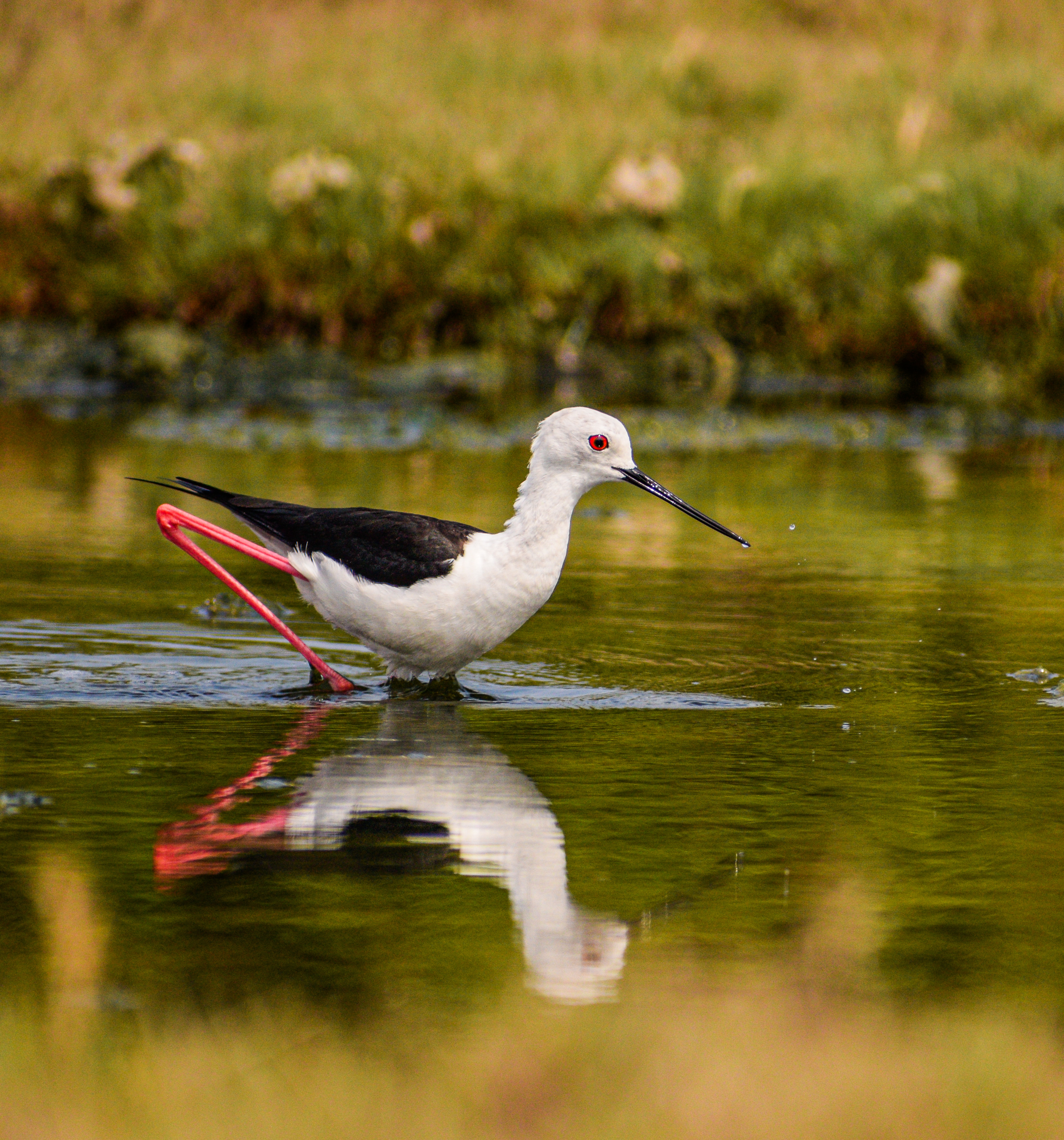 Elegant Water Bird Reflection – Wildlife Photography by Ganesh Balakrishnan
