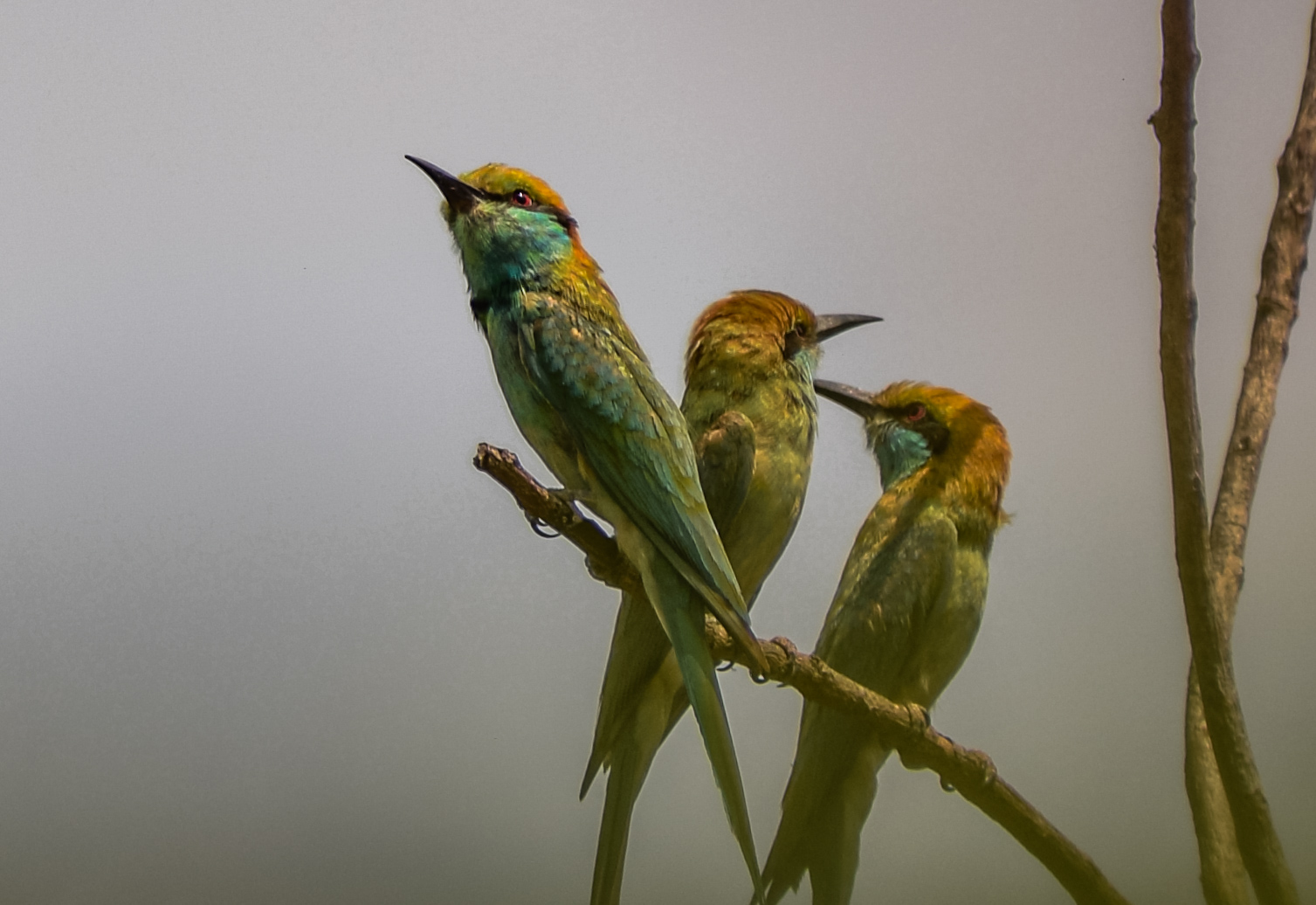 Green Bee-eaters Perched on Branch – Indian Wildlife Bird Photo