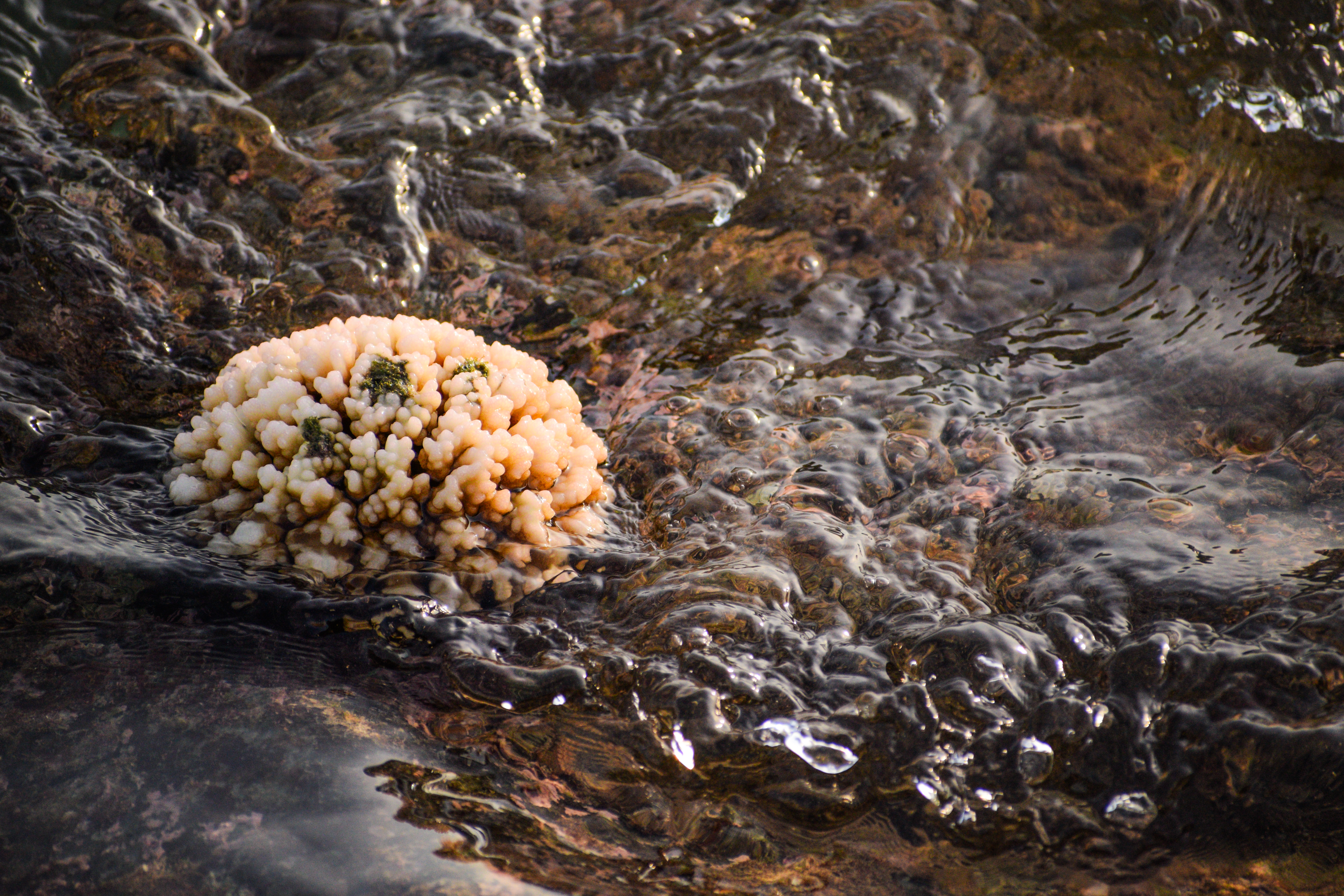 Coral Formation in Flowing Coastal Water – Marine Nature Photo