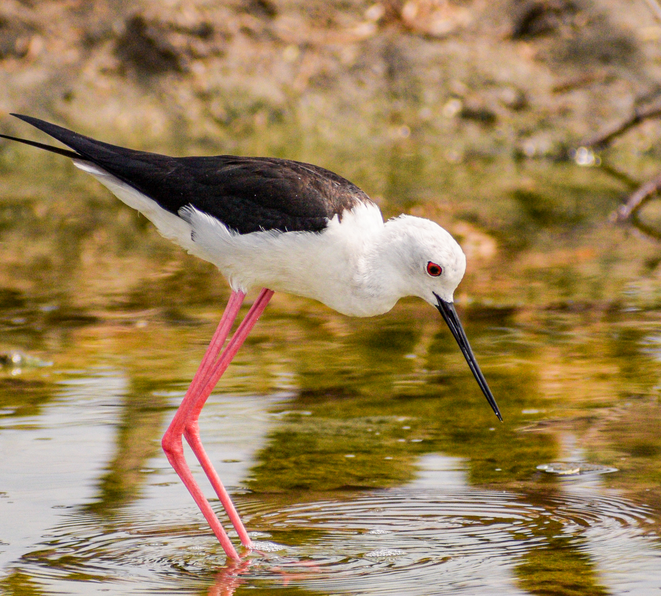 Black-winged Stilt Hunting in Shallow Water – Indian Wetland Bird Photo