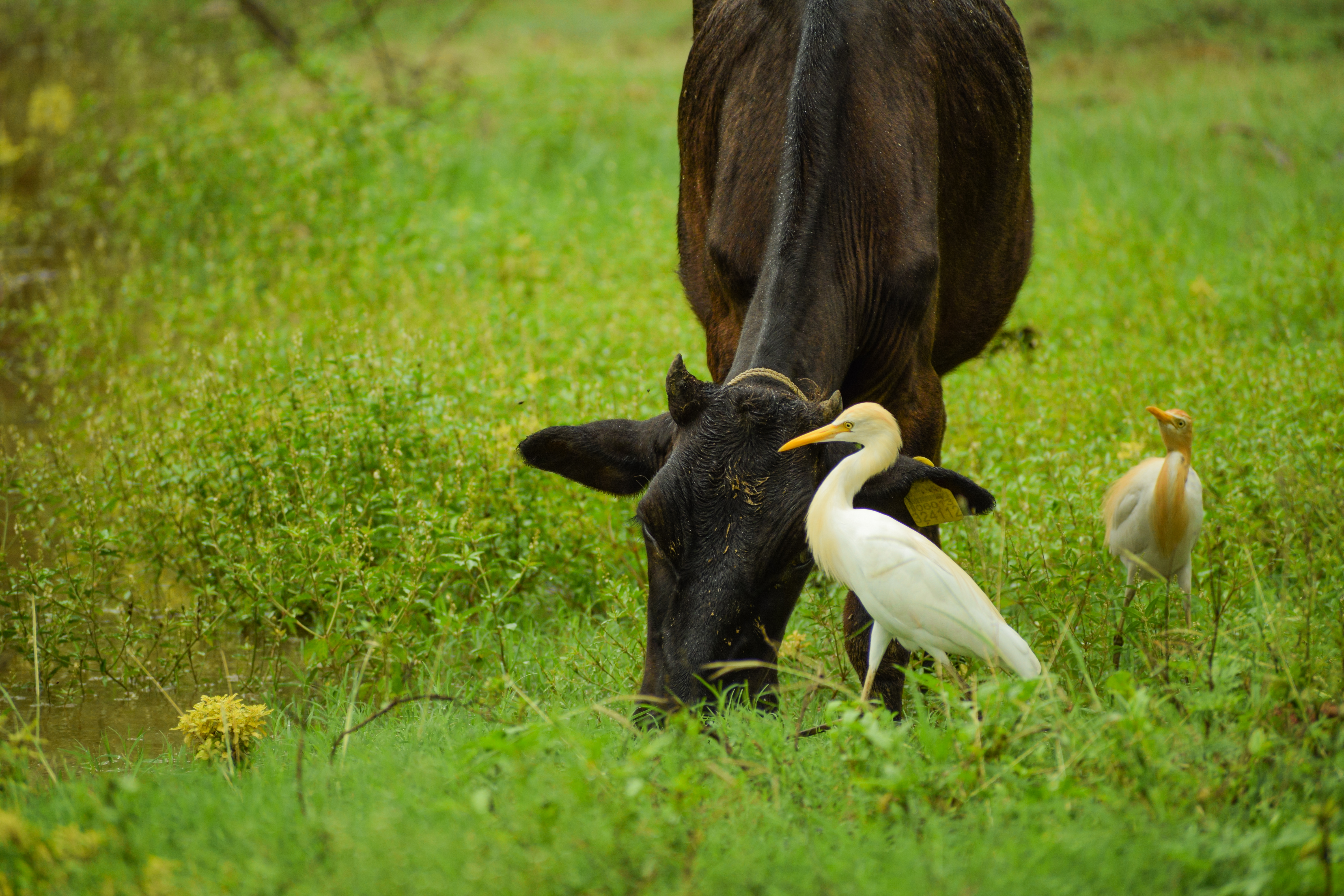 Cattle Egret Bird with Cow – Indian Wildlife Photography