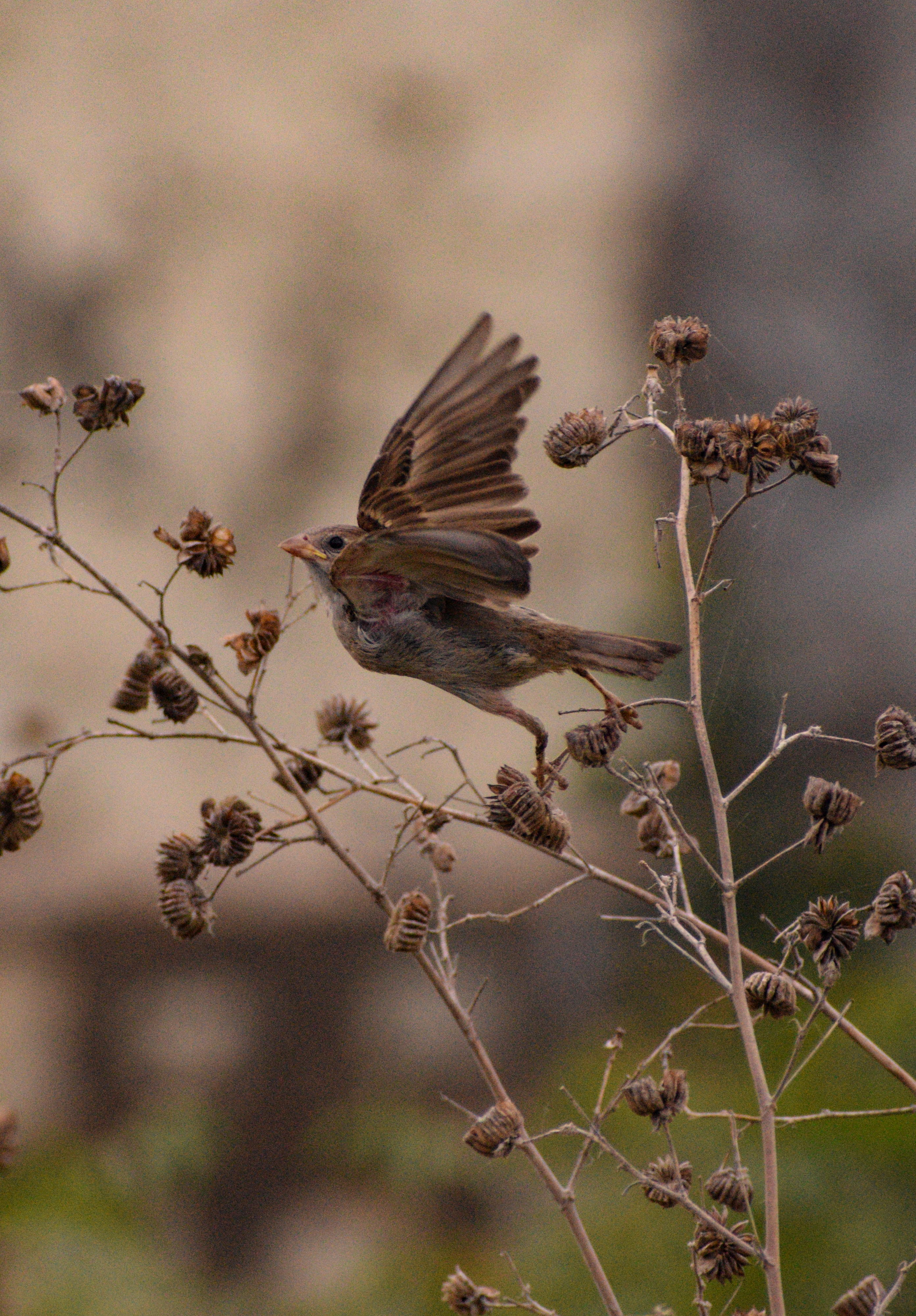 Indian Sparrow Bird on Dry Plant Branch Wildlife Photo