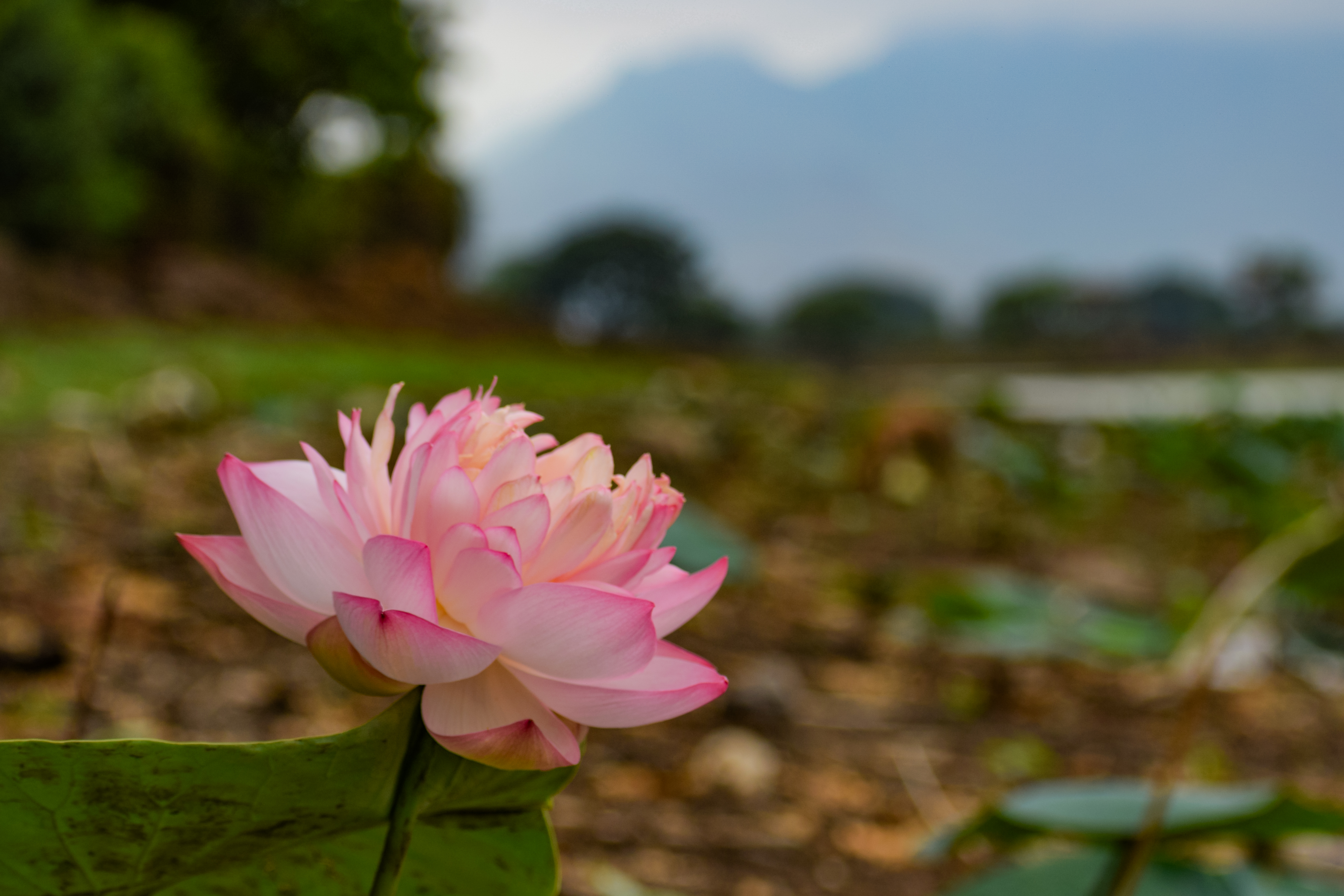 Pink Lotus Flower in Natural Pond Landscape