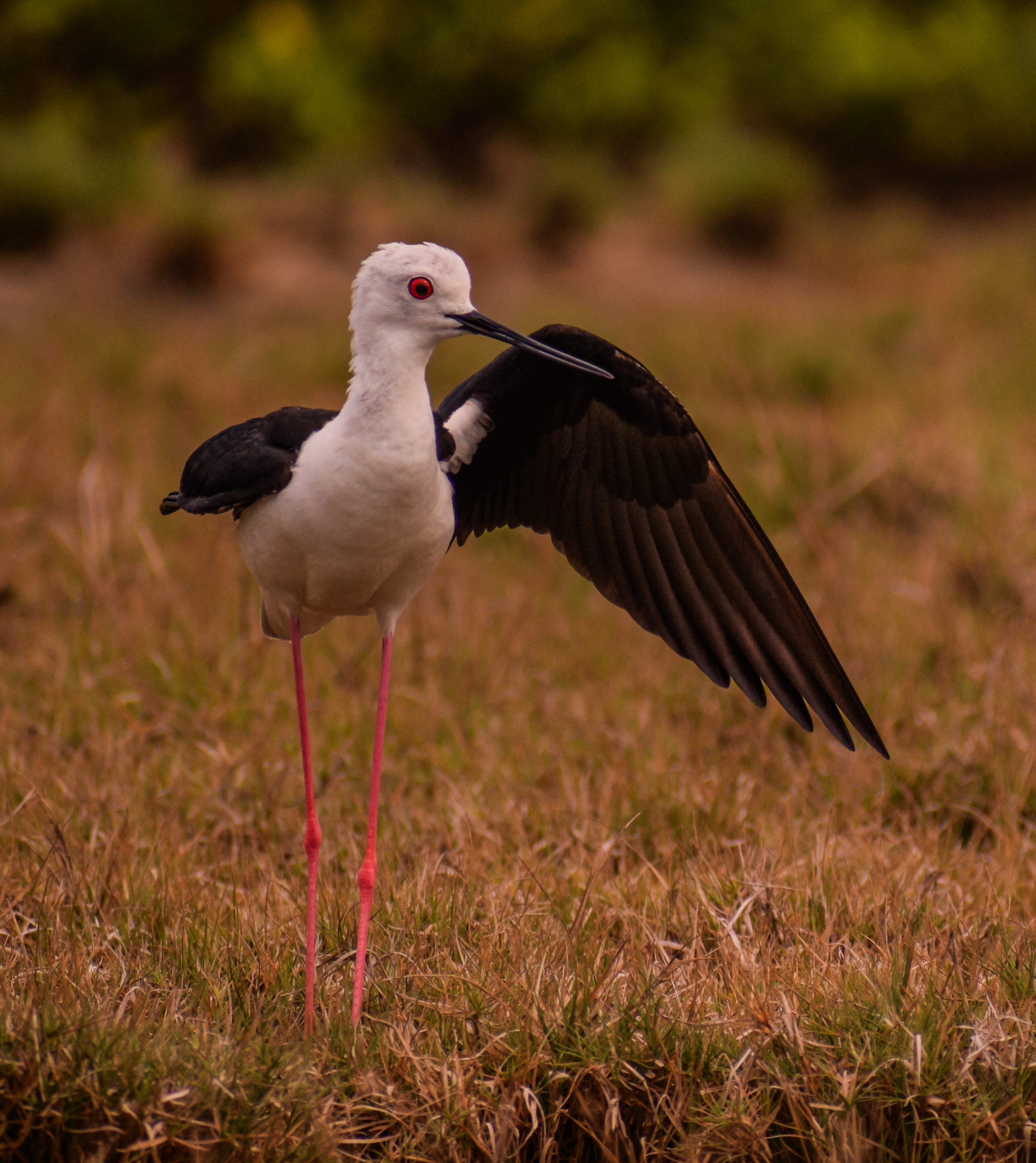 Black-winged Stilt Standing in Grassland