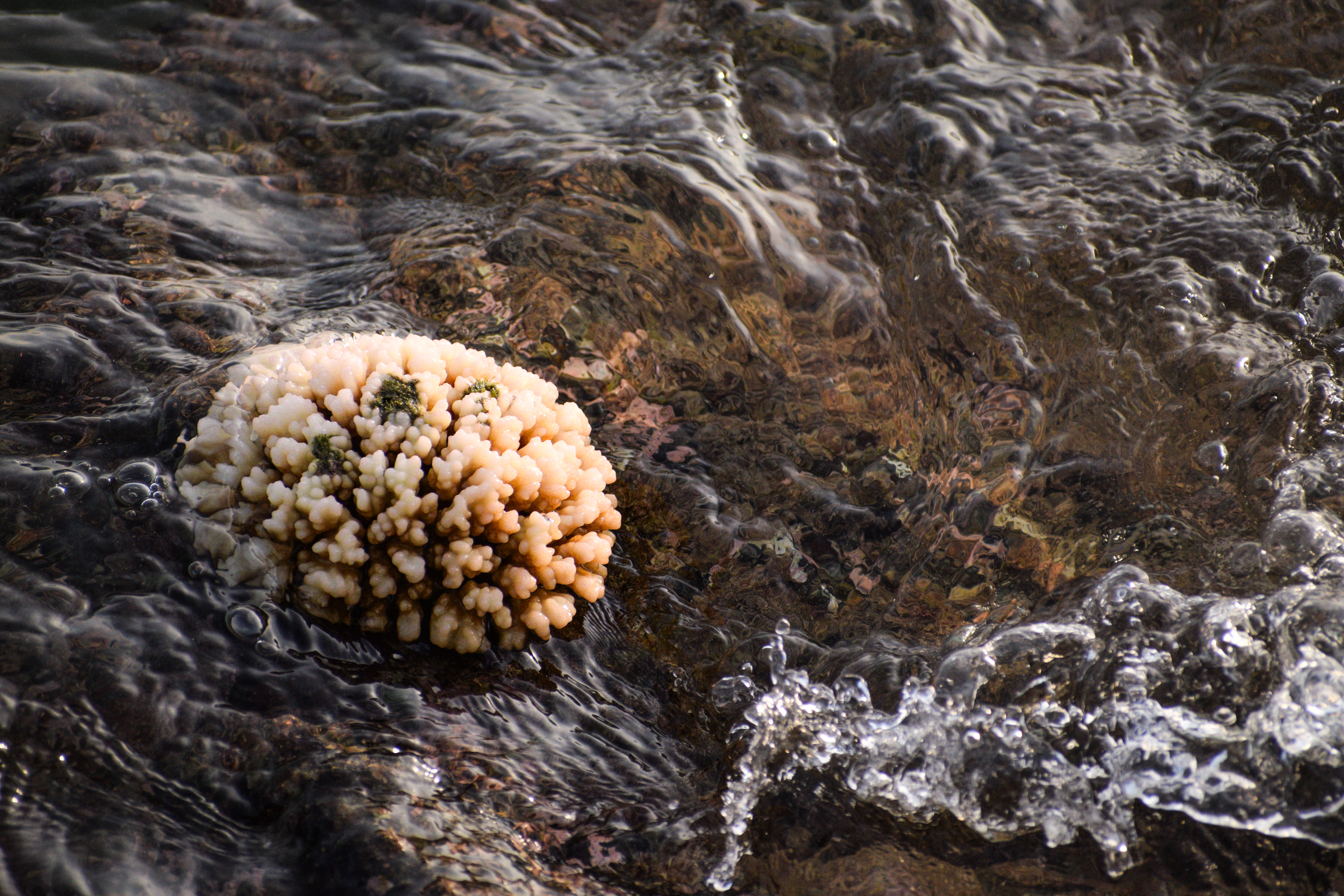 Coral Formation in Shallow Coastal Water