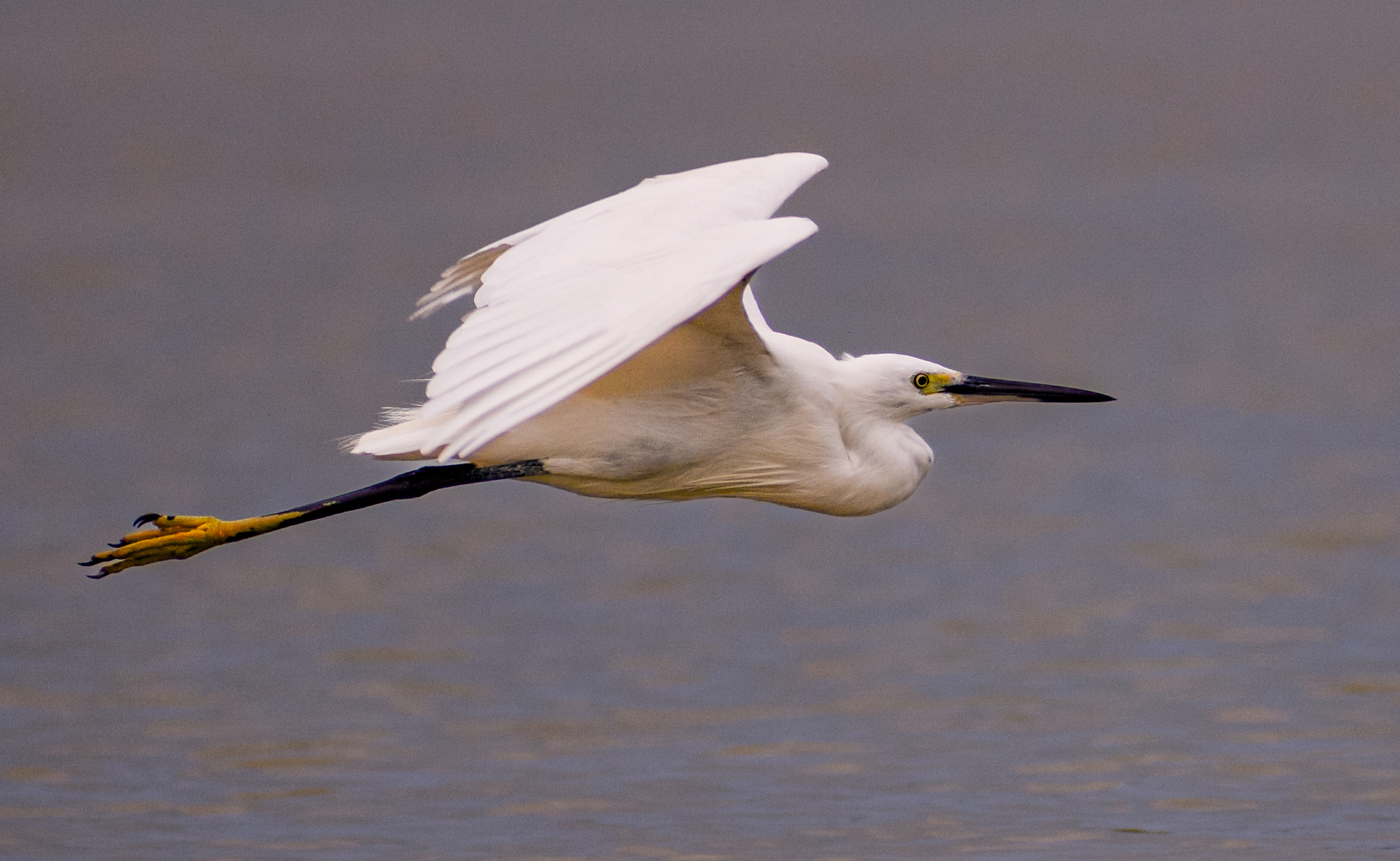 White Egret Bird in Flight Over Water