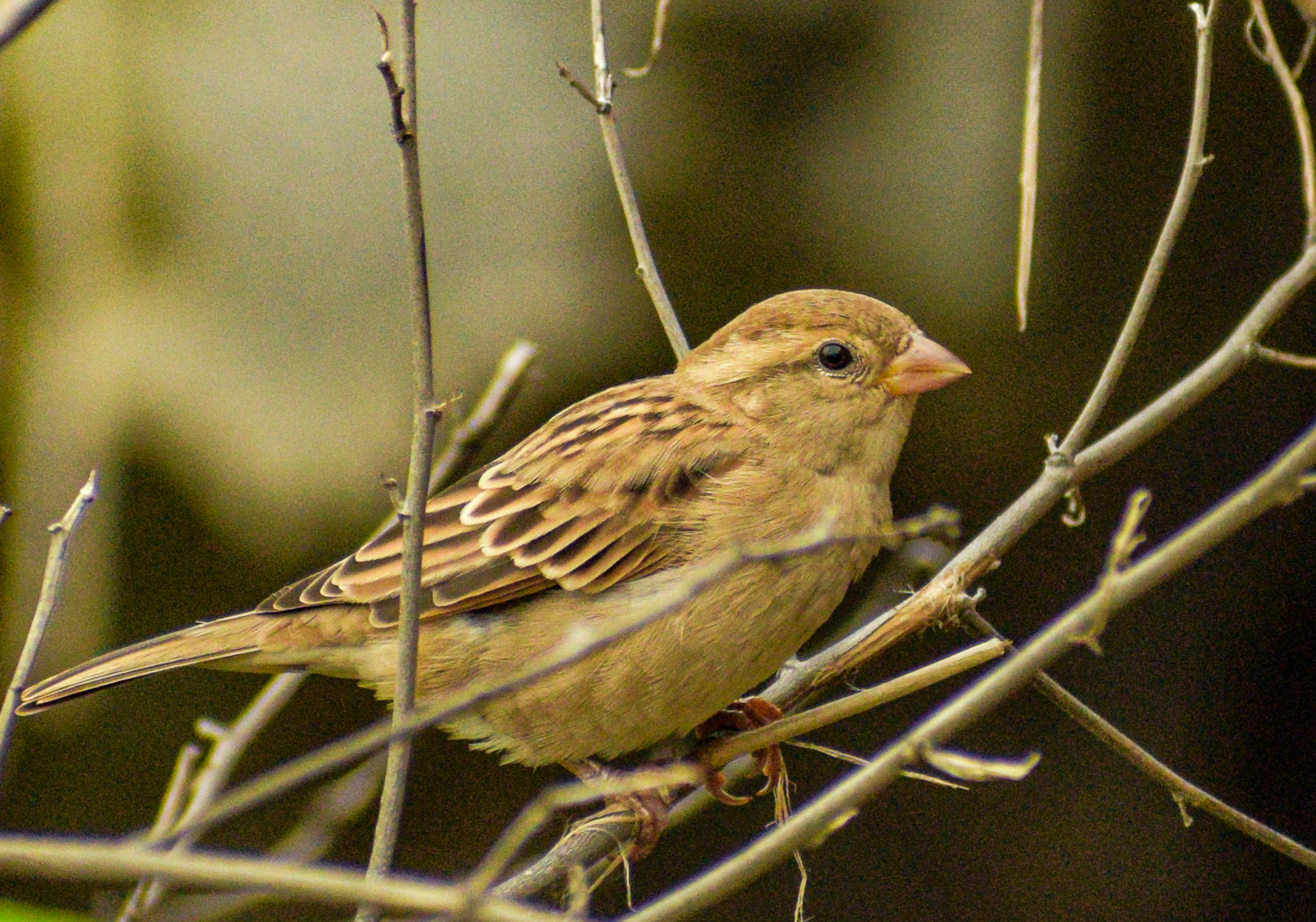 Small Brown Sparrow Bird on Dry Branch