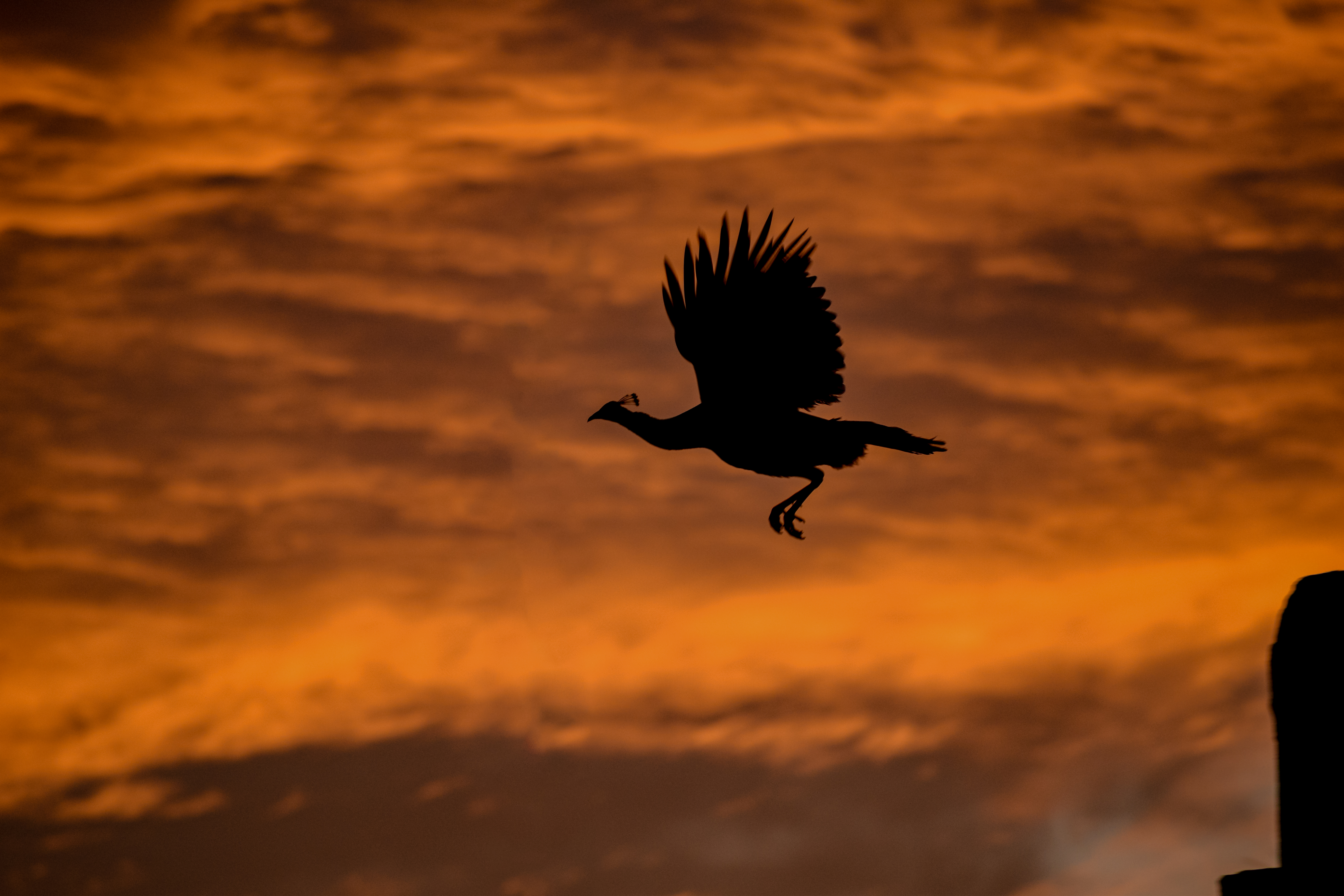 Flying Bird Silhouette at Sunset – Golden Sky Wildlife Moment