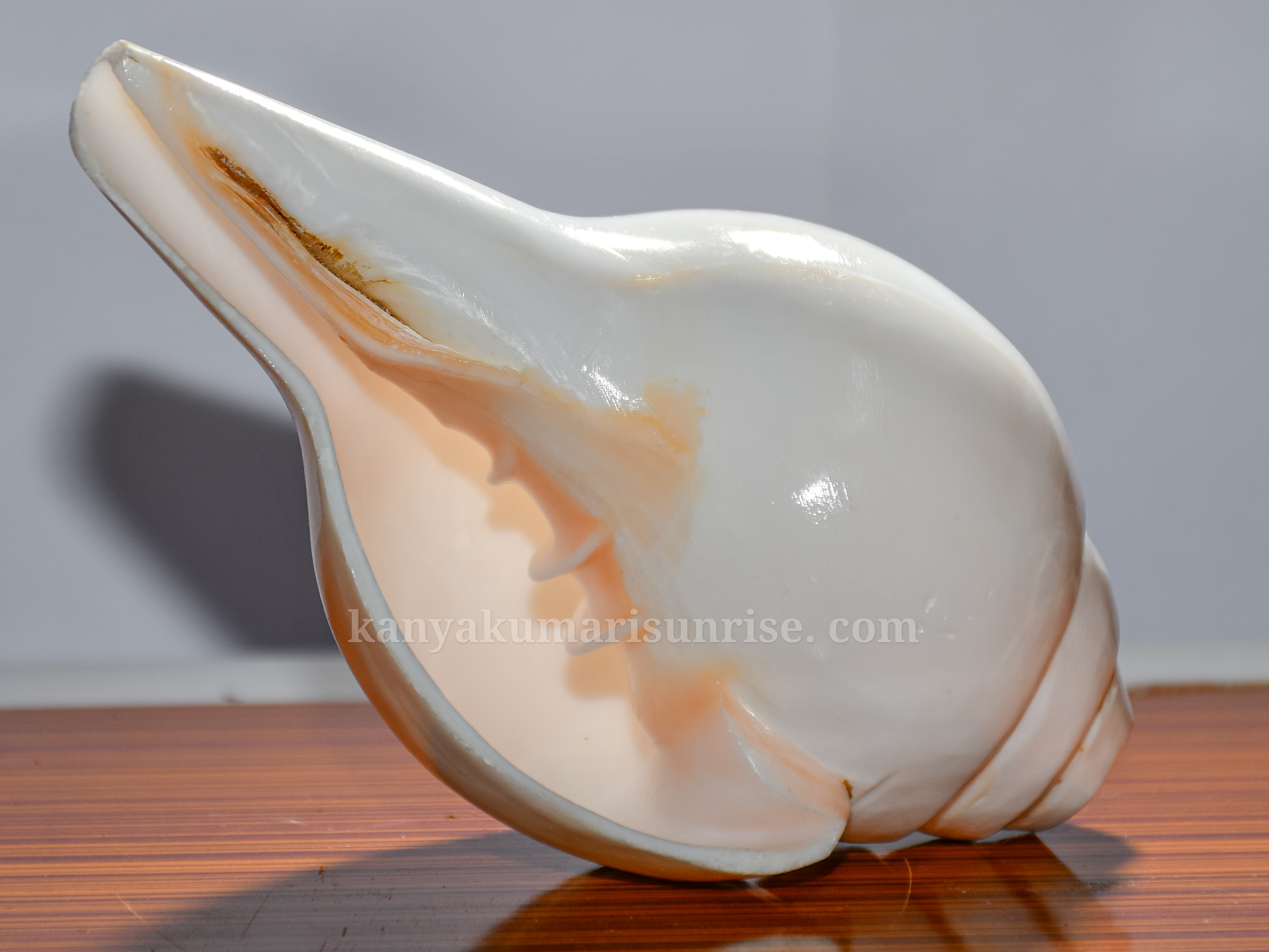 Sacred Indian White Vishnu Shankh – Natural Blowing Conch (5–11 Inch)