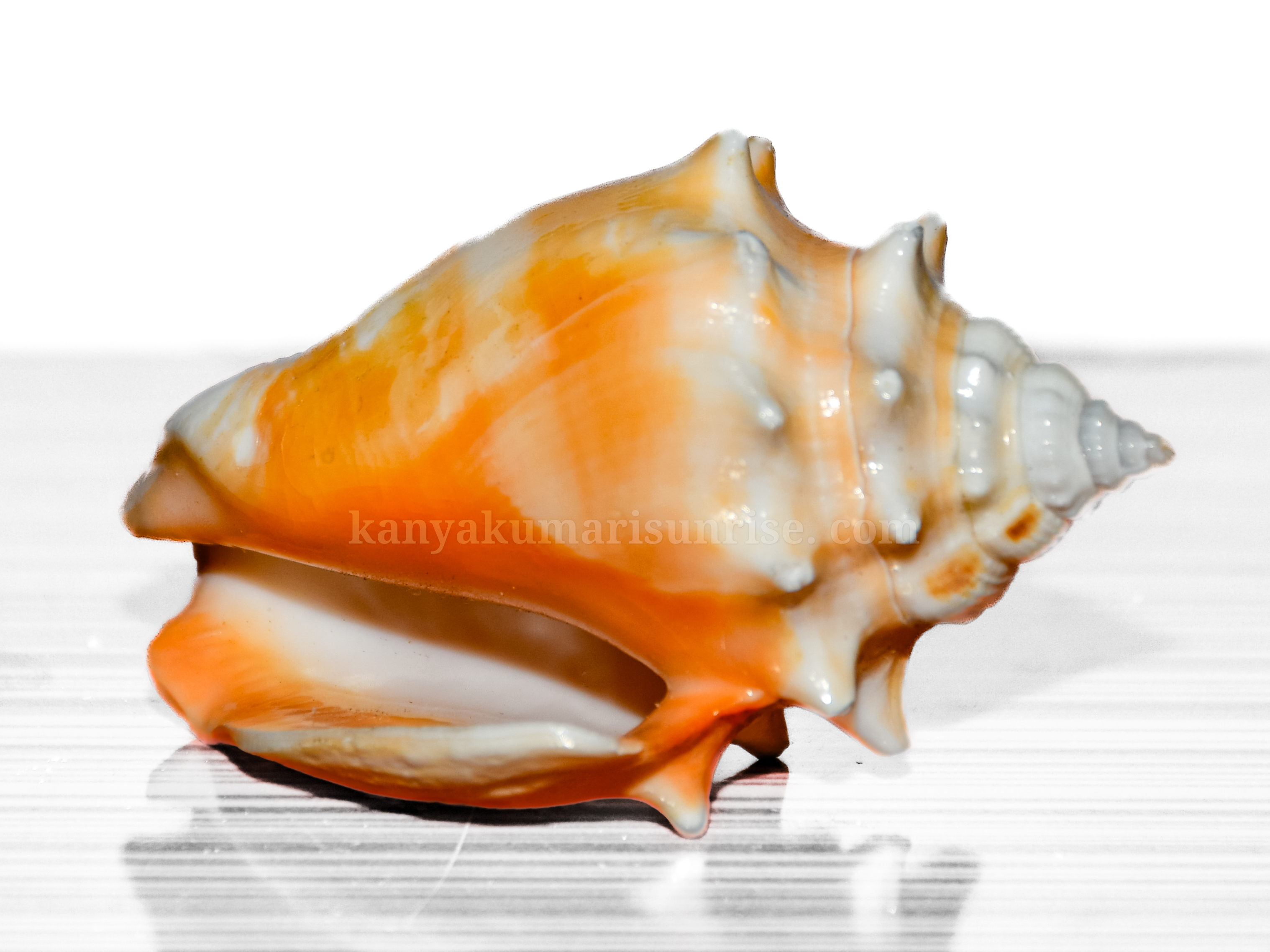 Natural Orange Murex Sea Shell – Decorative Ocean Conch Shell