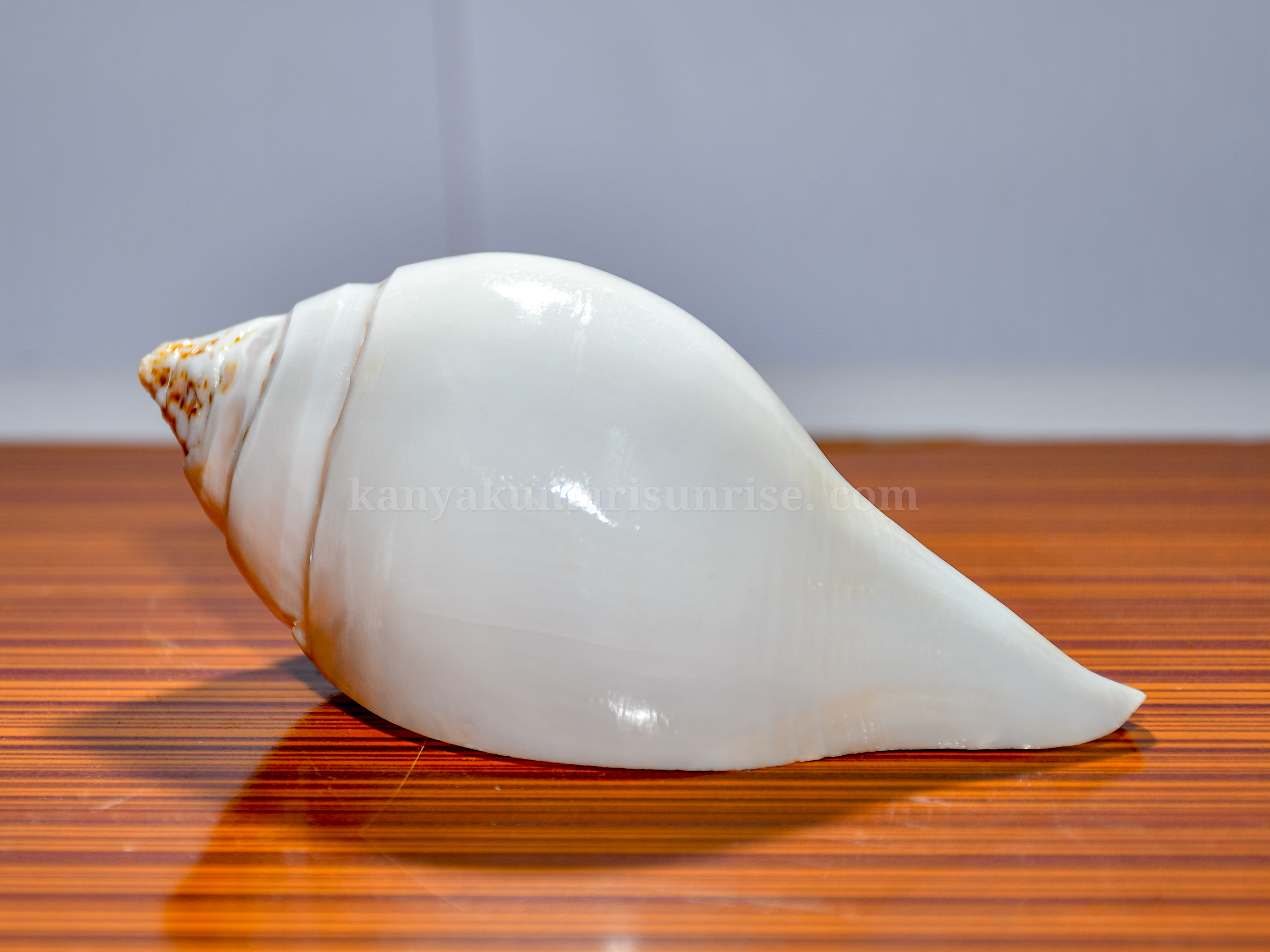 Natural White Abhishek Shankh – Sacred Hindu Puja Conch for Abhishekam and Ritual Use - Image 7