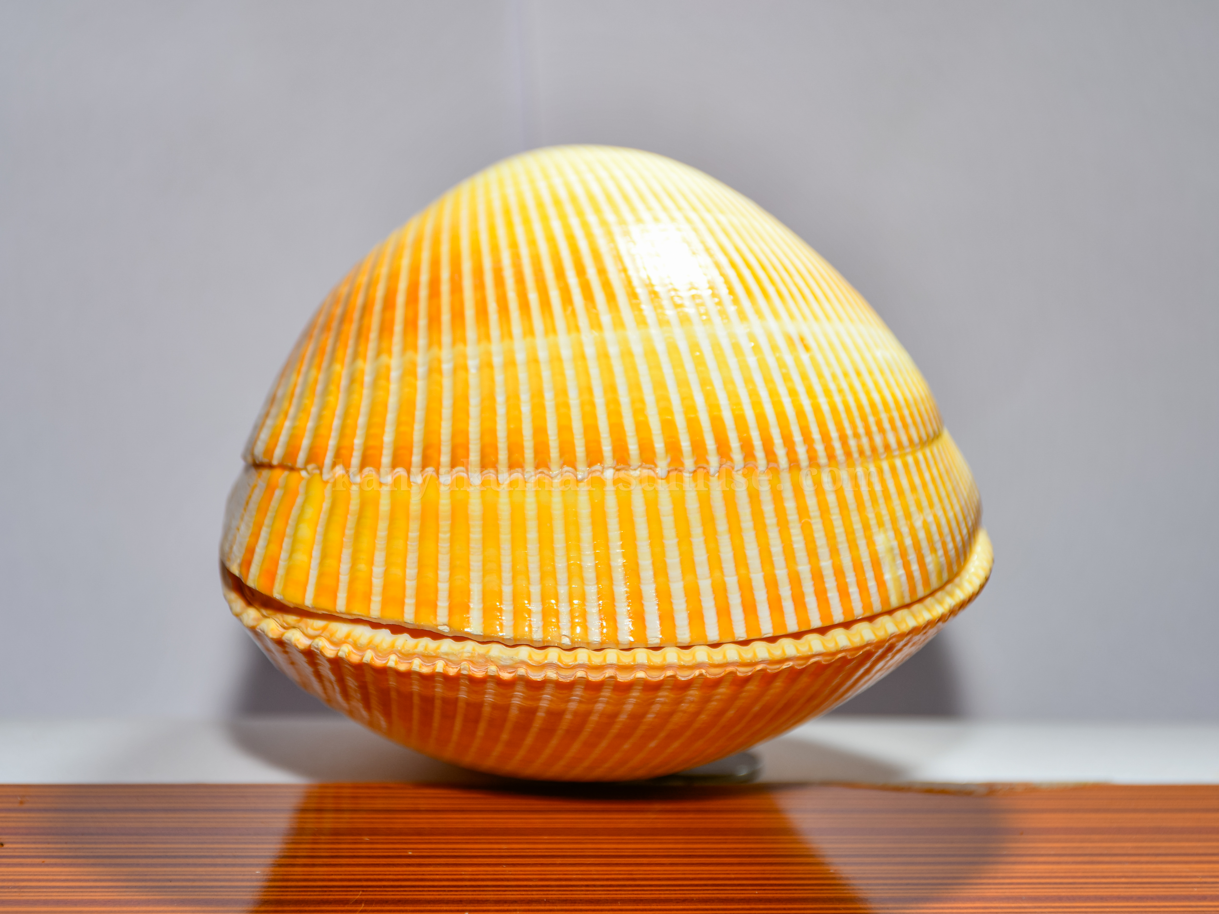 Natural Clam Sea Shell – Decorative Ocean Clam Shell