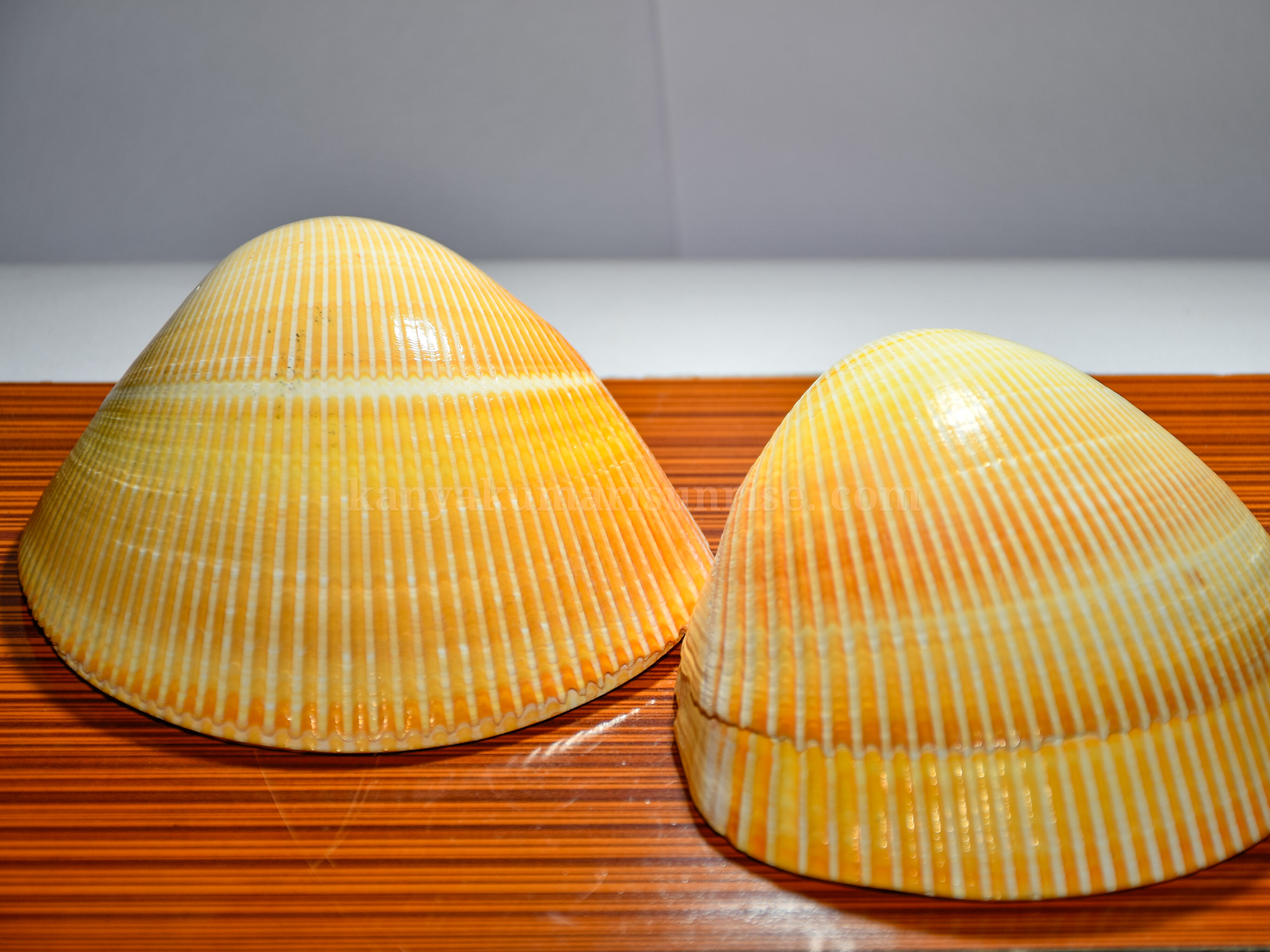 Natural Clam Sea Shell – Decorative Ocean Clam Shell - Kanyakumari ...
