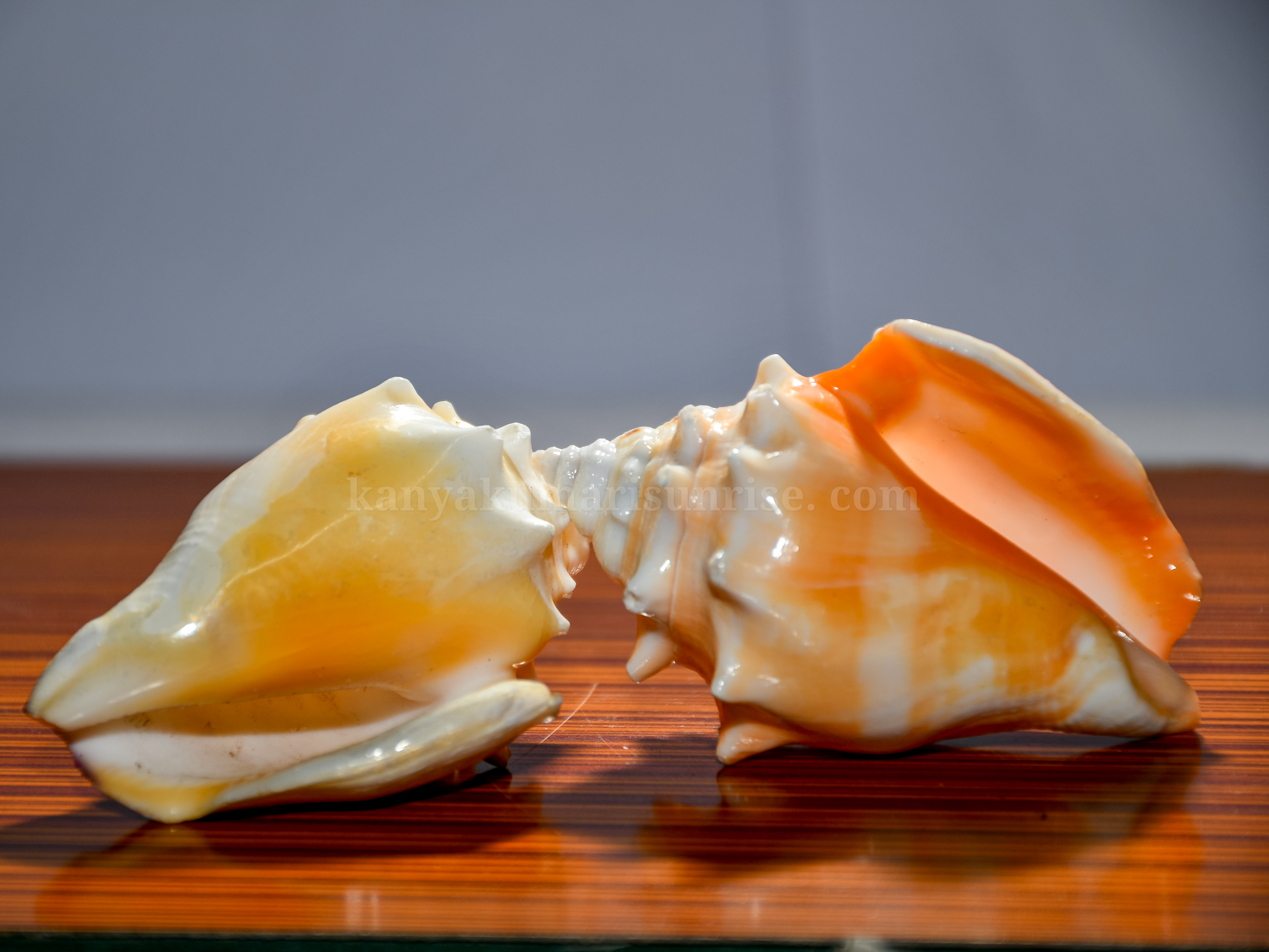 Natural Orange Murex Sea Shell – Decorative Ocean Conch Shell - Image 3