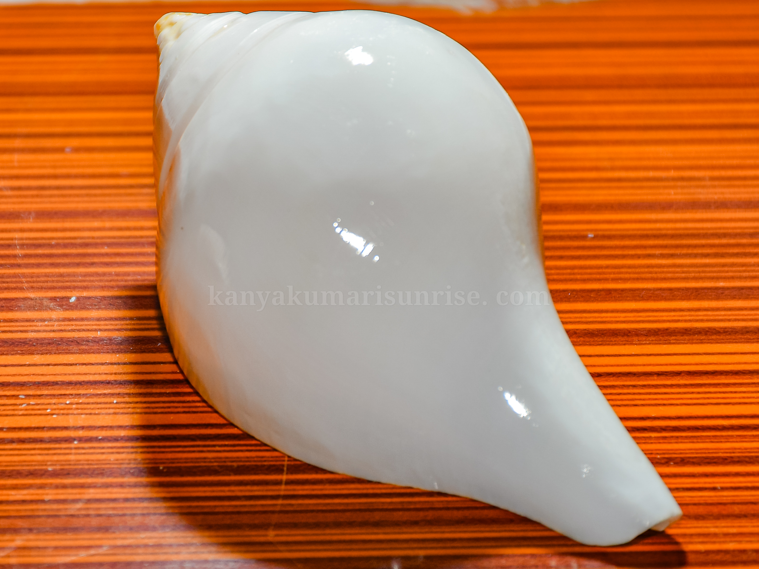 Natural White Abhishek Shankh – Sacred Hindu Puja Conch for Abhishekam and Ritual Use - Image 2