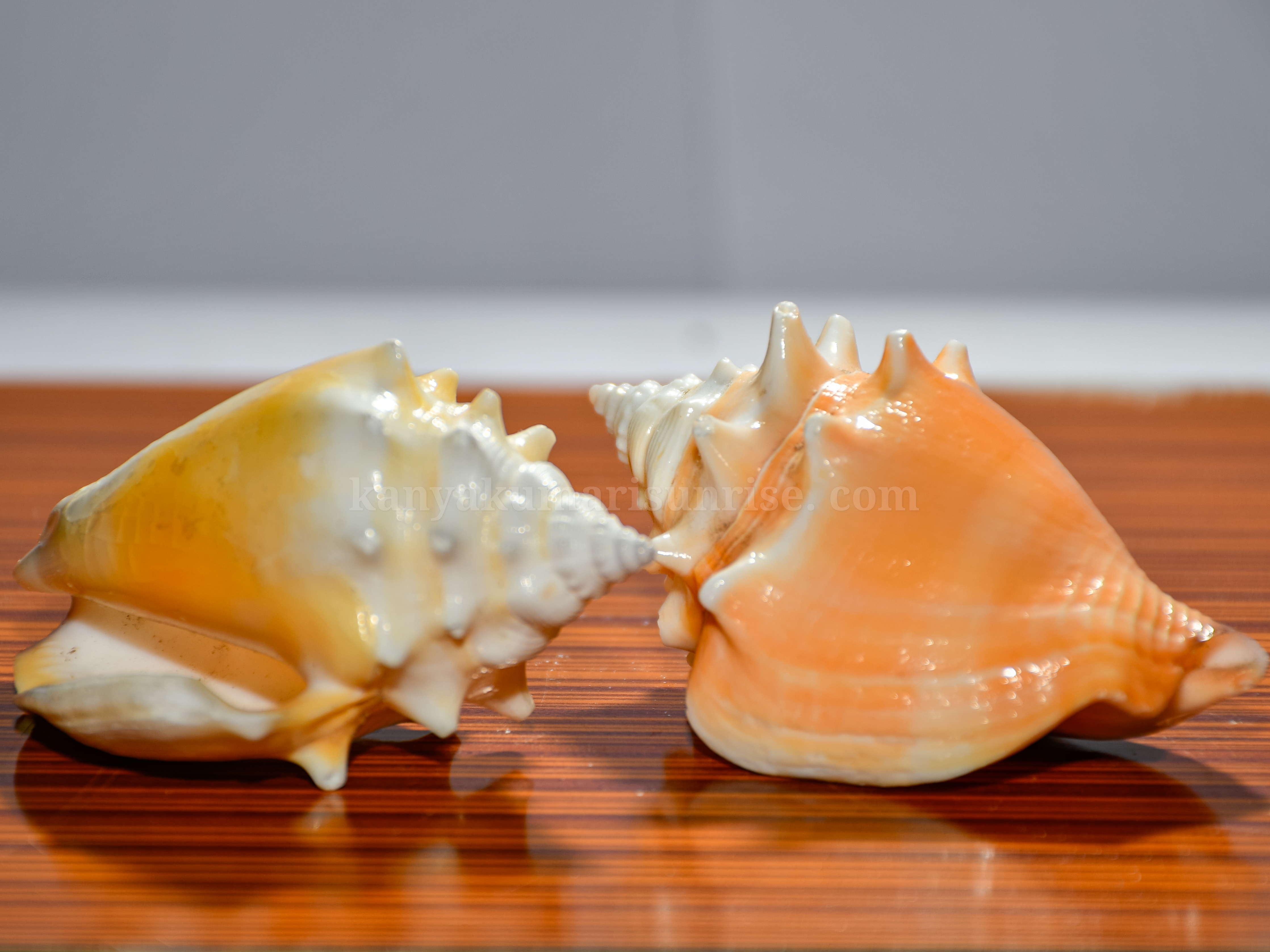 Natural Orange Murex Sea Shell – Decorative Ocean Conch Shell - Image 5