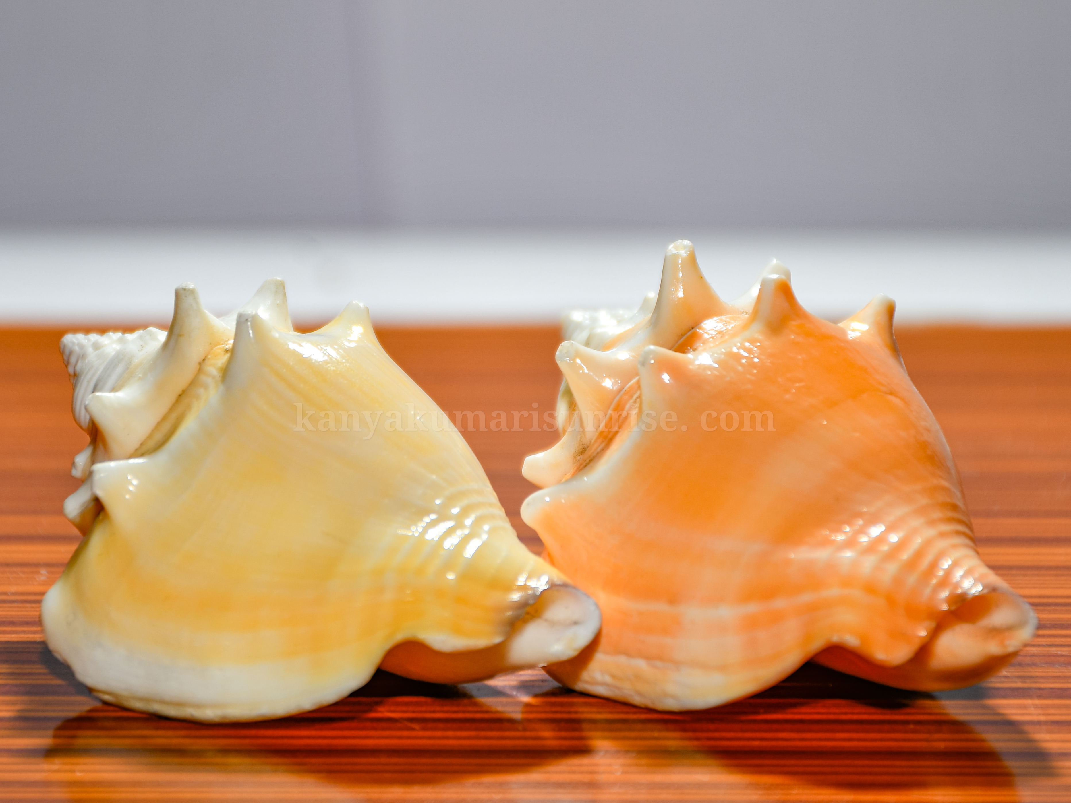 Natural Orange Murex Sea Shell – Decorative Ocean Conch Shell - Image 2