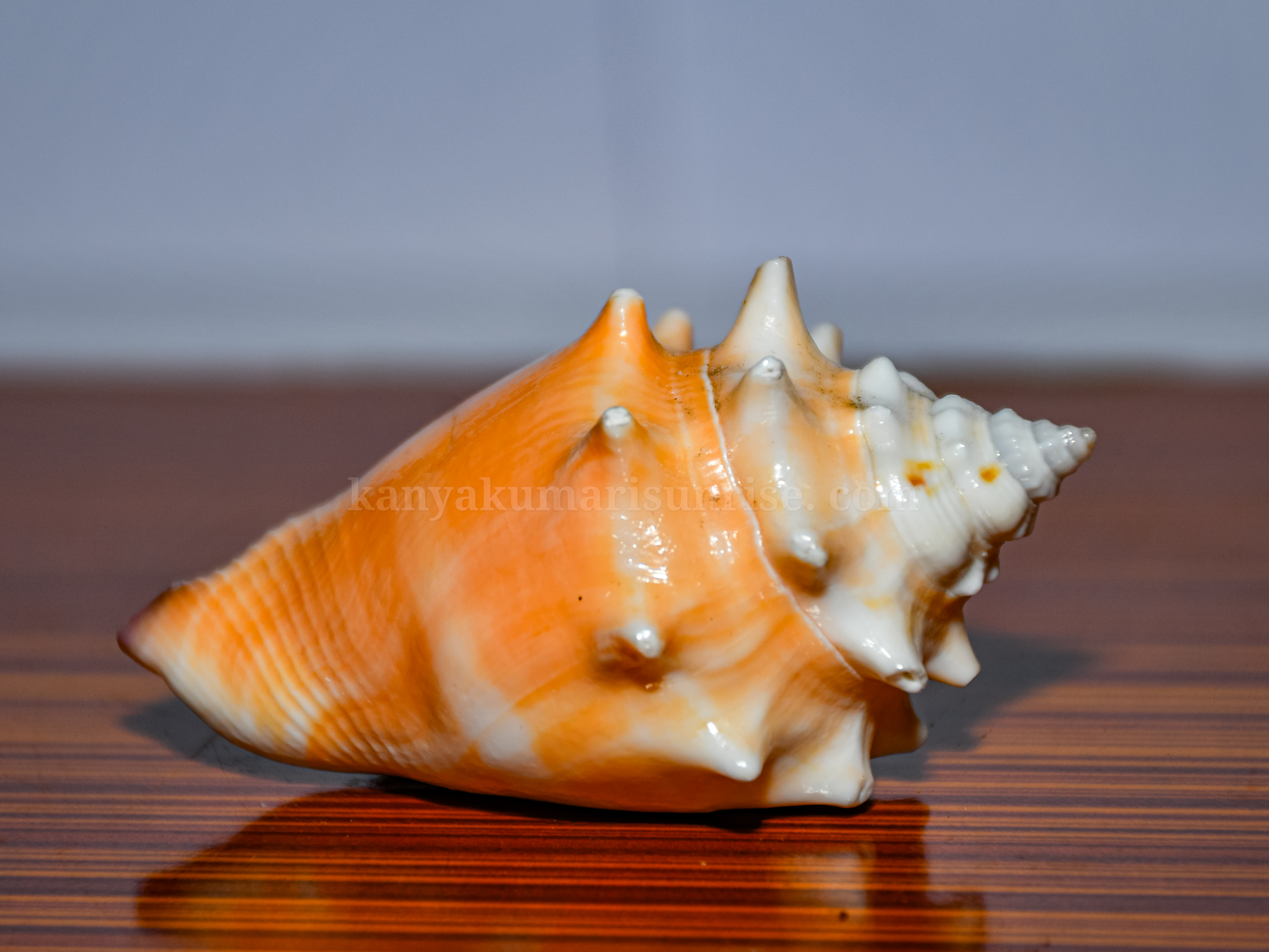 Natural Orange Murex Sea Shell – Decorative Ocean Conch Shell - Image 4