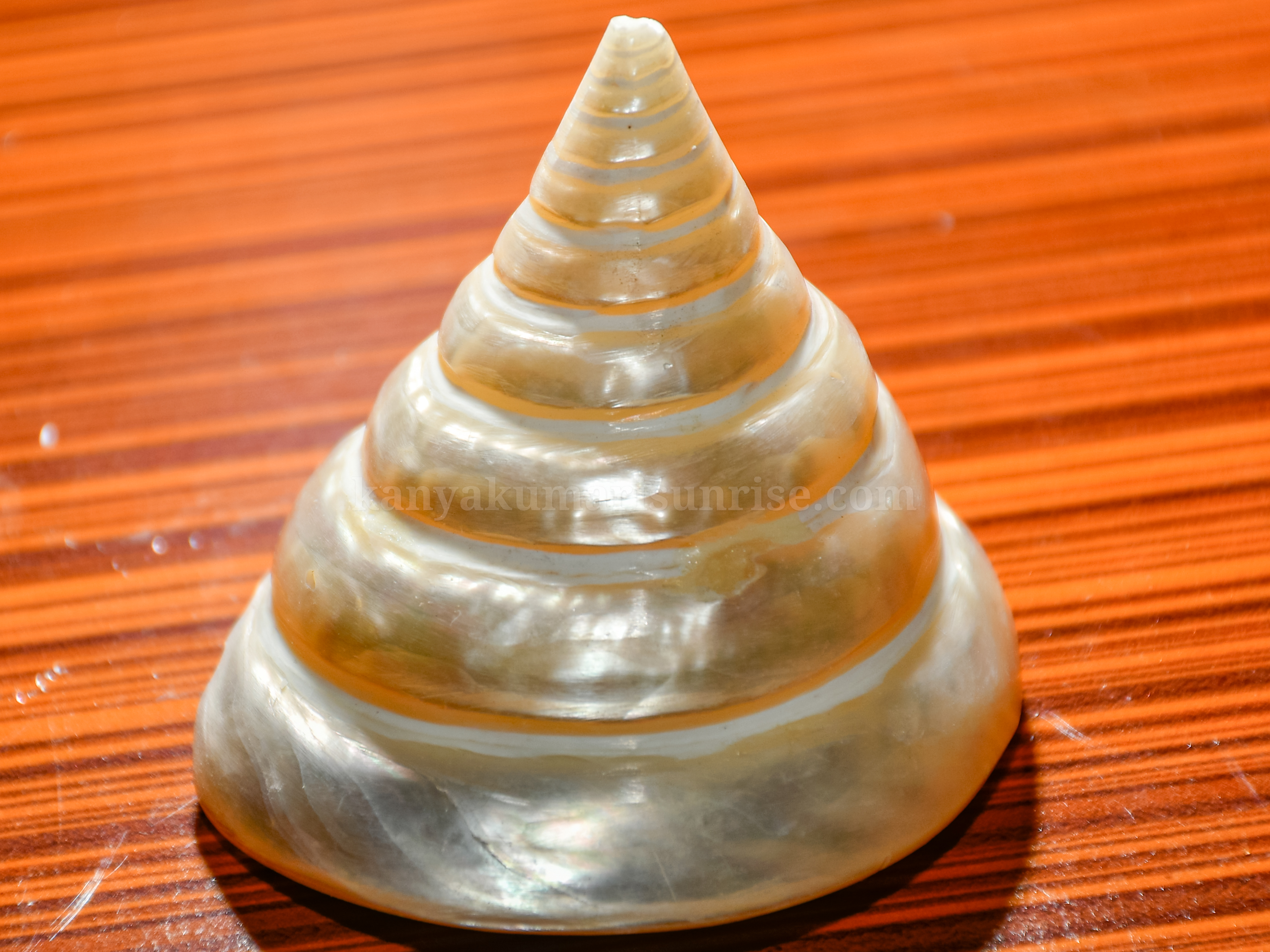 Natural Turban Sea Shell (Top Shell) – Cone Shaped Marine Shell