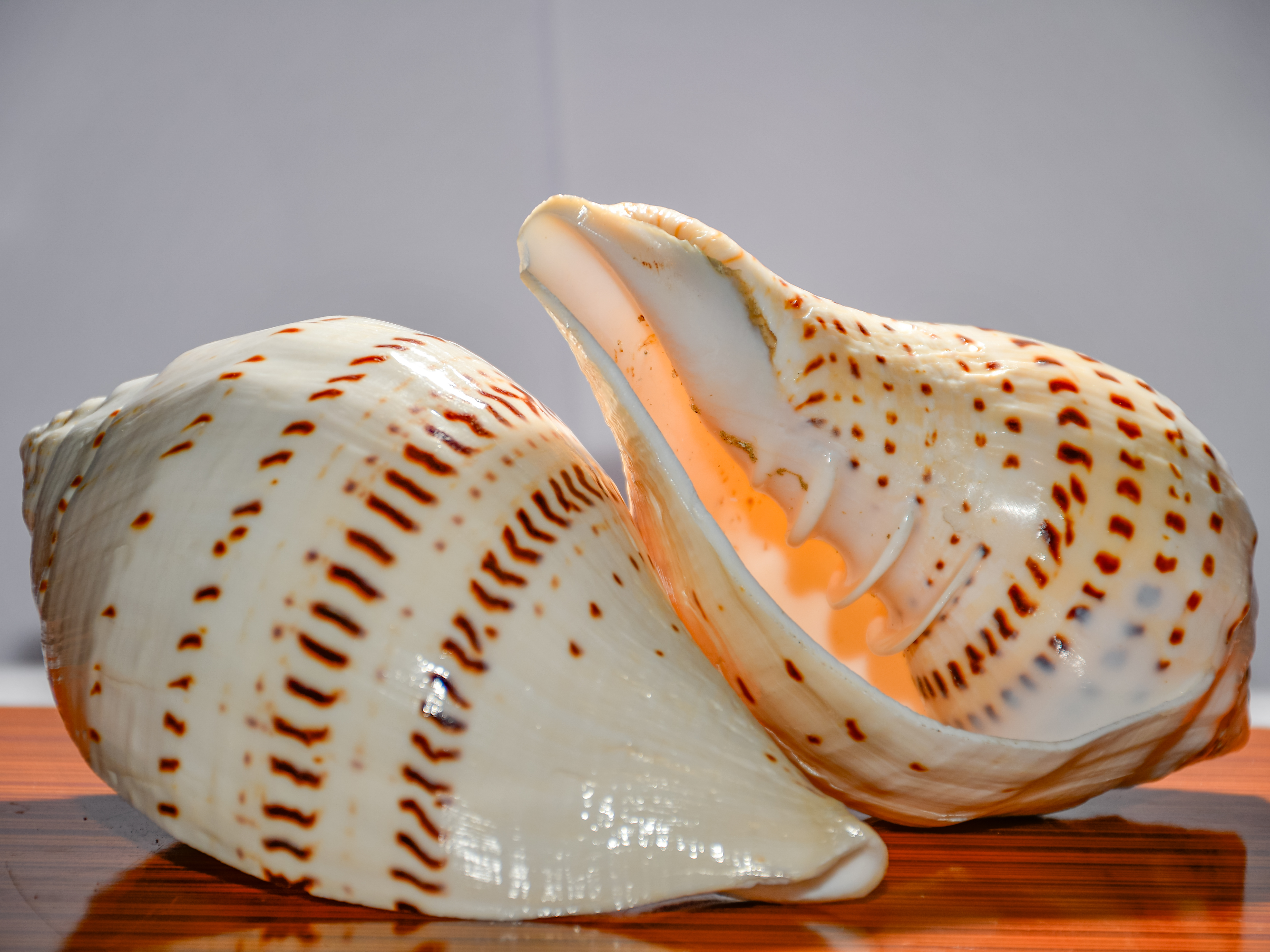 Natural Gowri Shankh (Abhishek Conch) – Sacred Conch Shell for Puja and Abhishekam