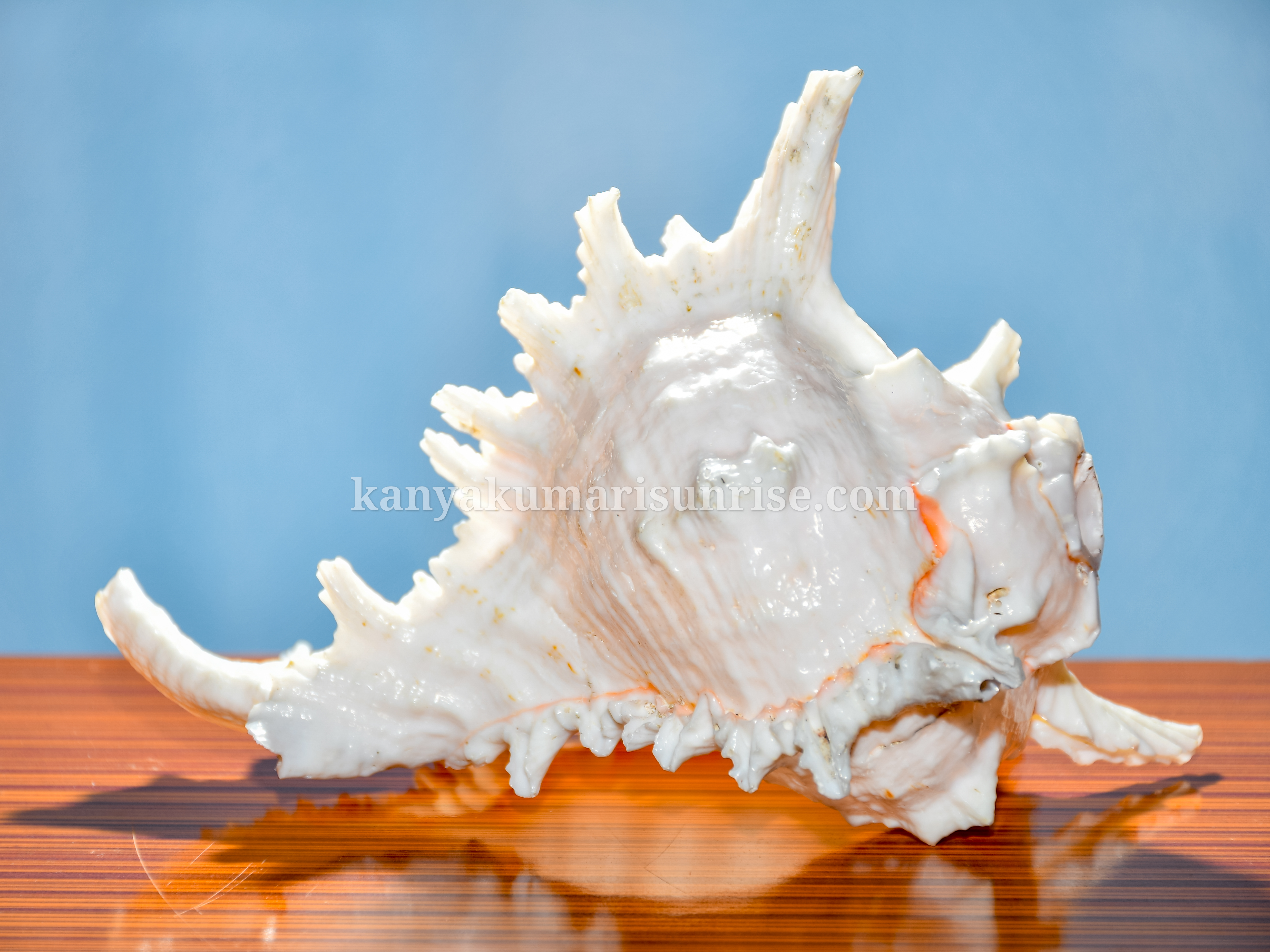 Natural Decorative Ocean Murex Conch Shell – Large Spiked Sea Shell for Decoration and Collection - Image 5