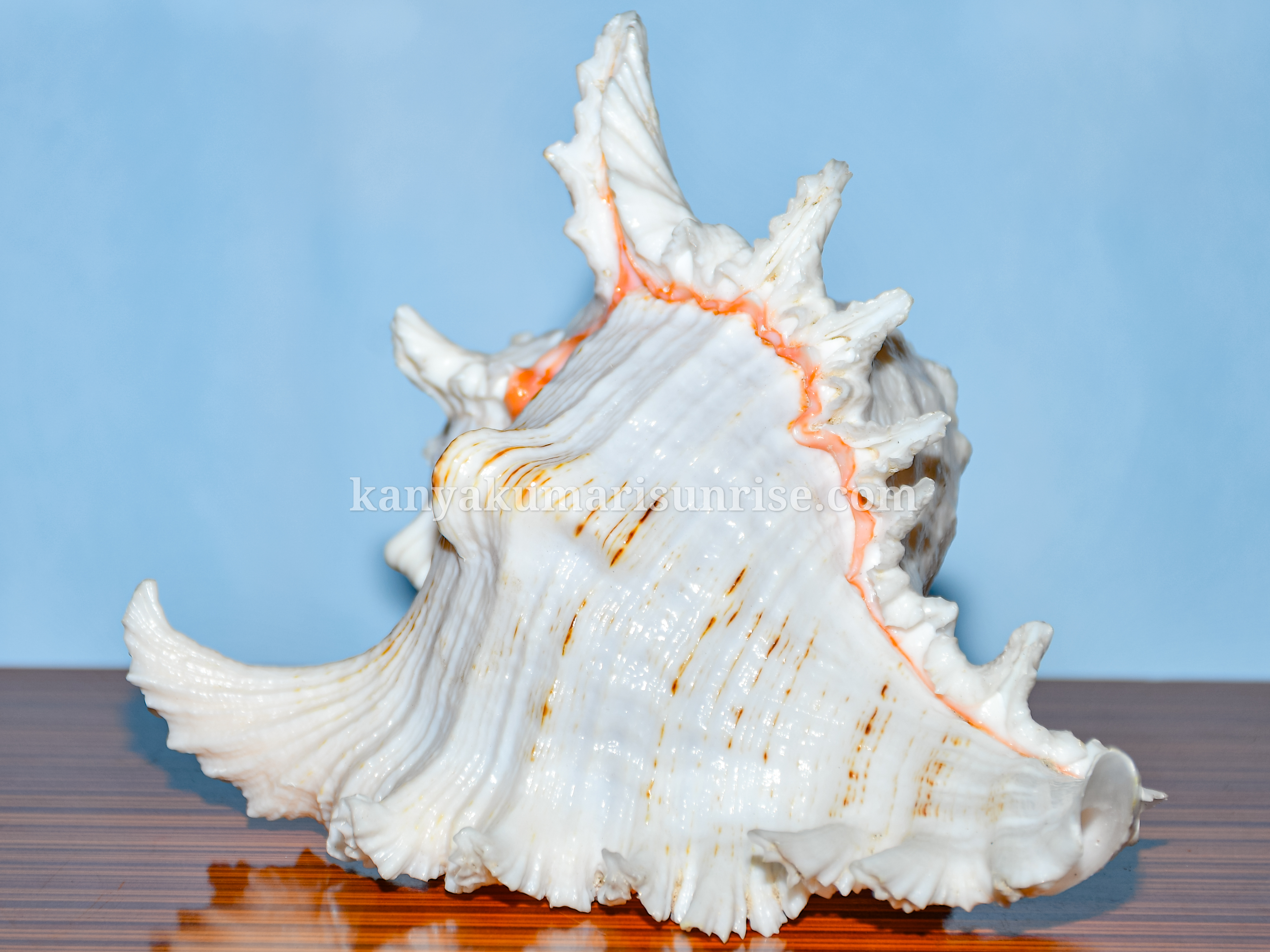 Natural Decorative Ocean Murex Conch Shell – Large Spiked Sea Shell for Decoration and Collection - Image 2