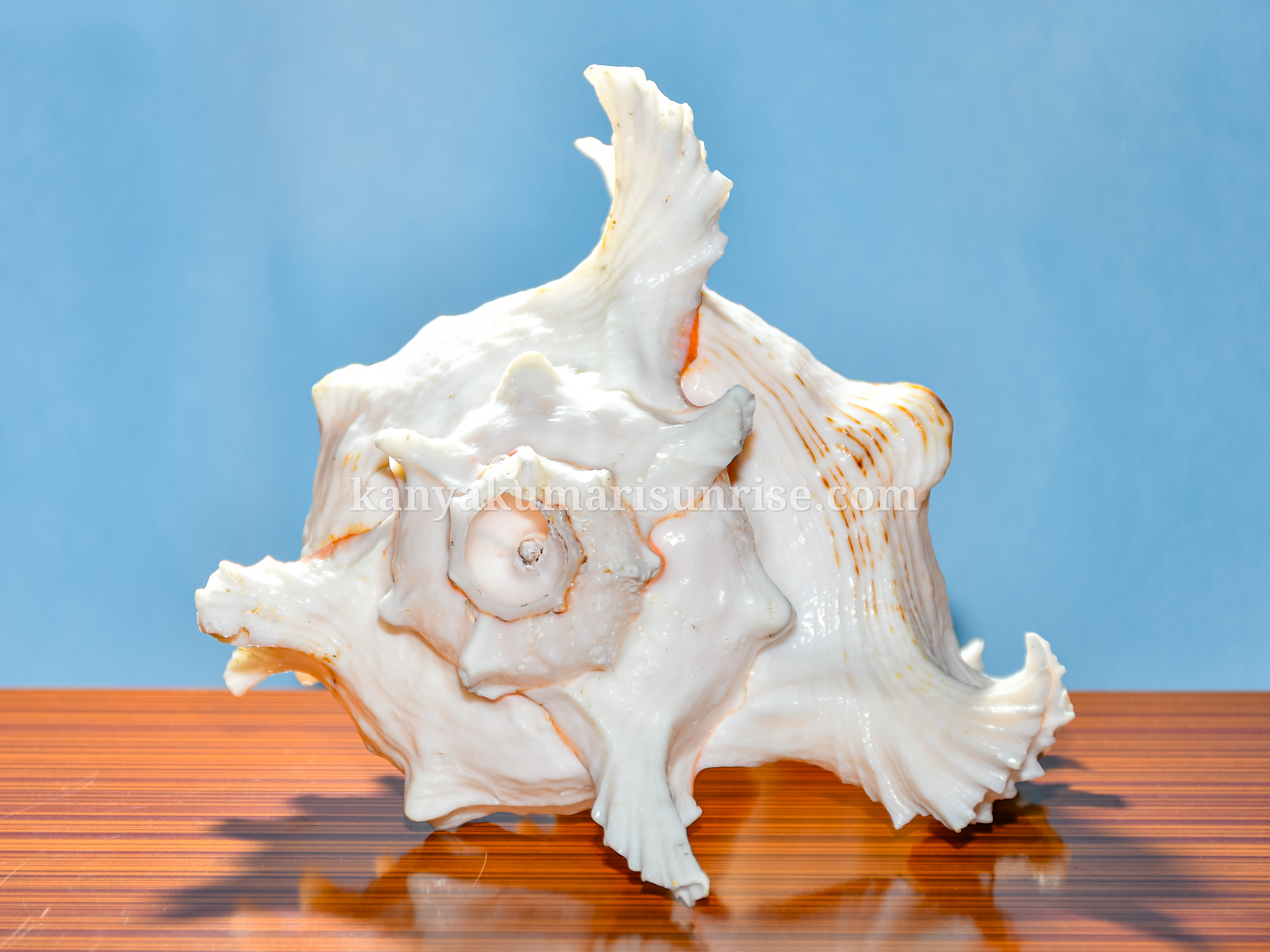 Natural Decorative Ocean Murex Conch Shell – Large Spiked Sea Shell for Decoration and Collection - Image 3