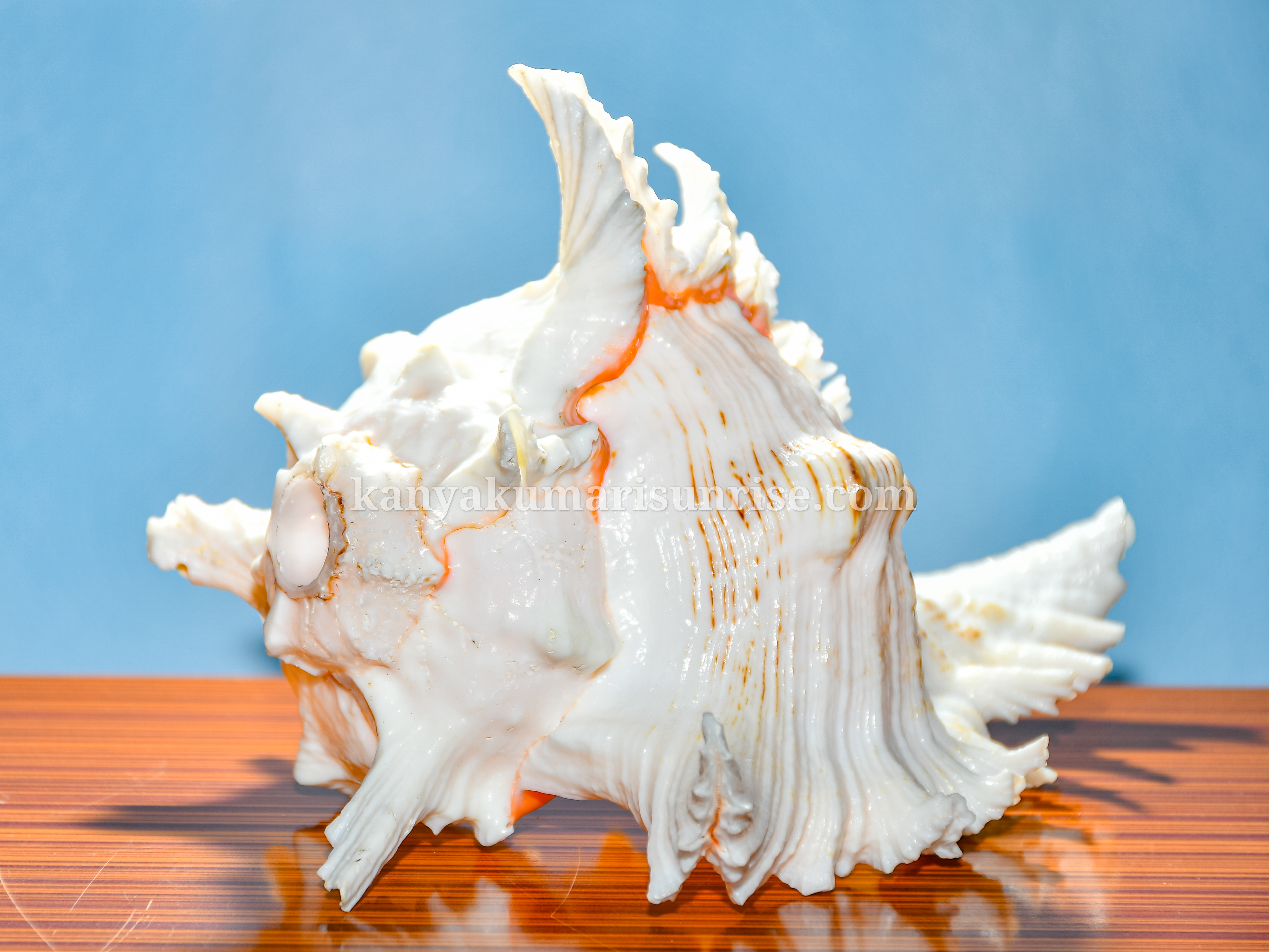 Natural Decorative Ocean Murex Conch Shell – Large Spiked Sea Shell for Decoration and Collection - Image 4