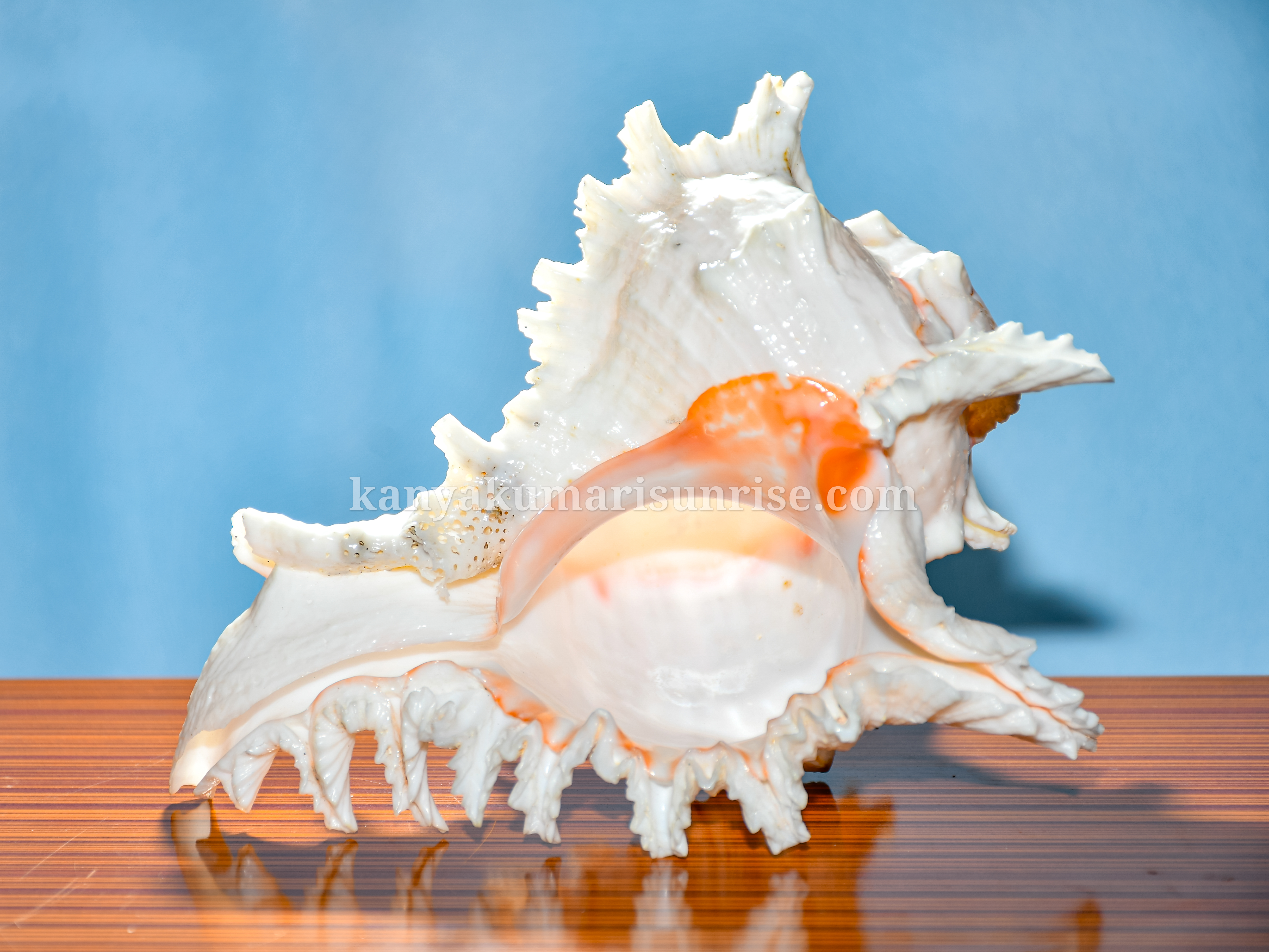 Natural Decorative Ocean Murex Conch Shell – Large Spiked Sea Shell for Decoration and Collection