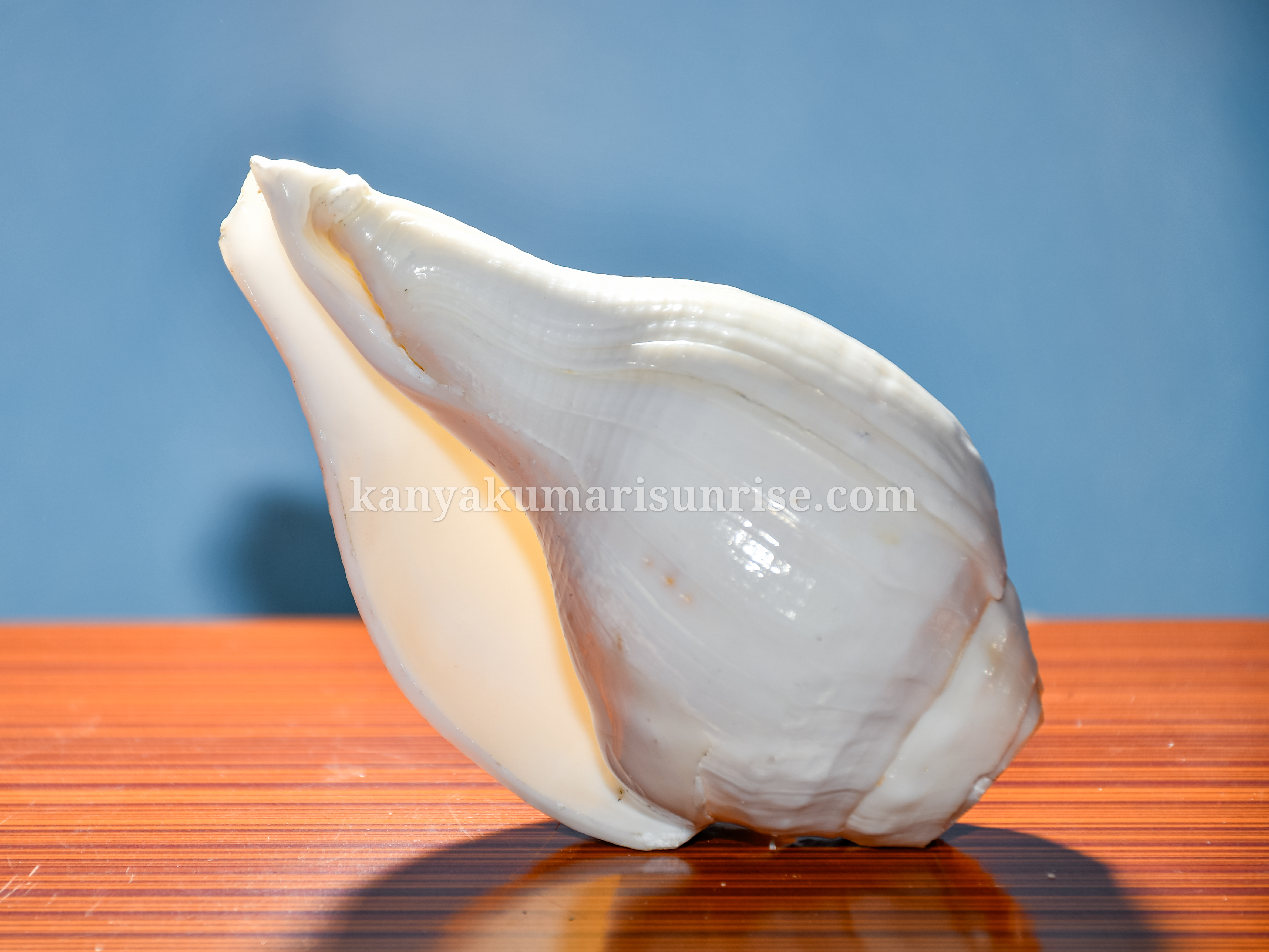 Natural White Vishnu Conch Shell – Sacred Hindu Puja Shankh