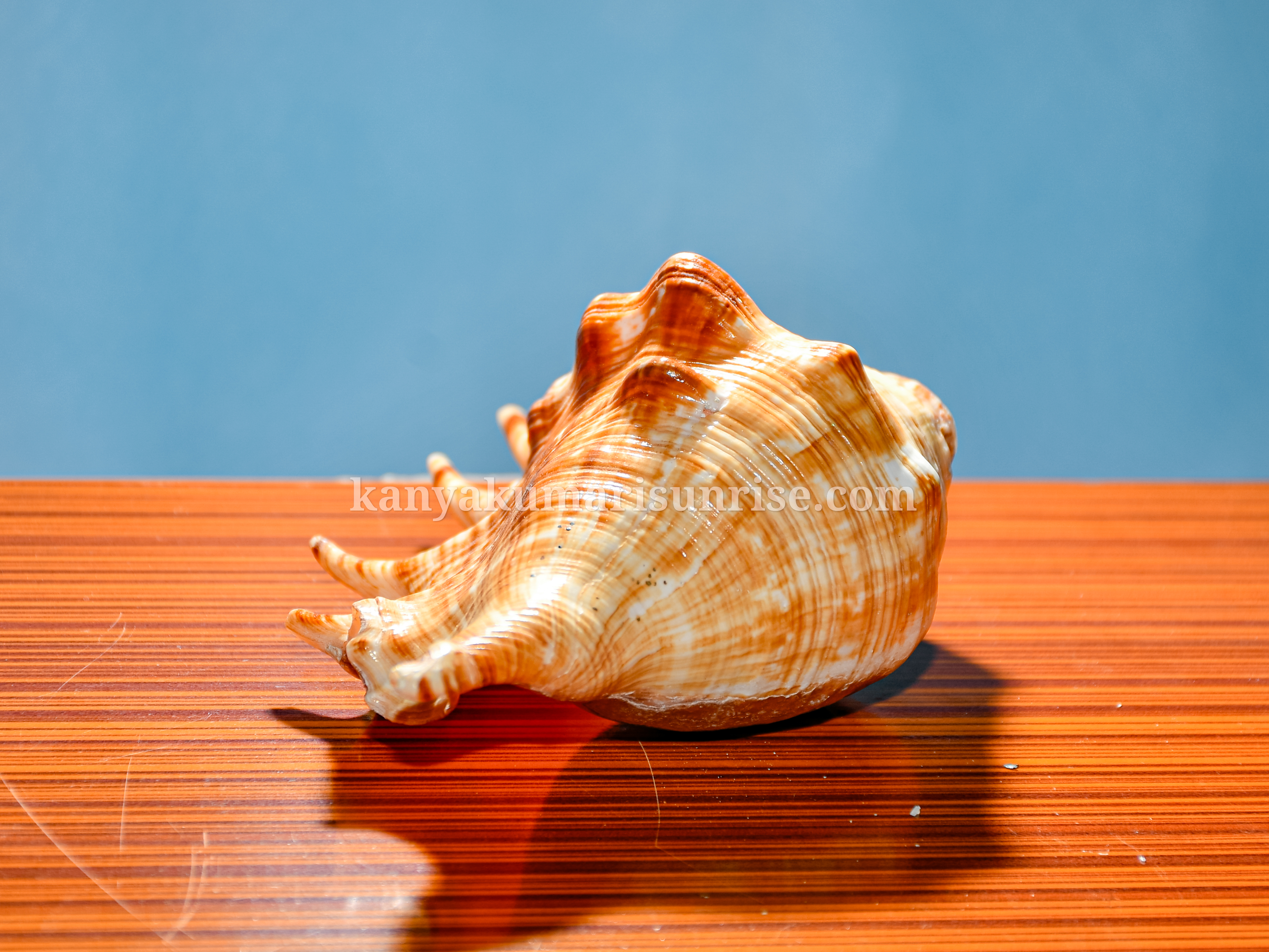 Natural Ocean Decorative Conch Shell Orange Pattern Marine Sea Shell - Image 5