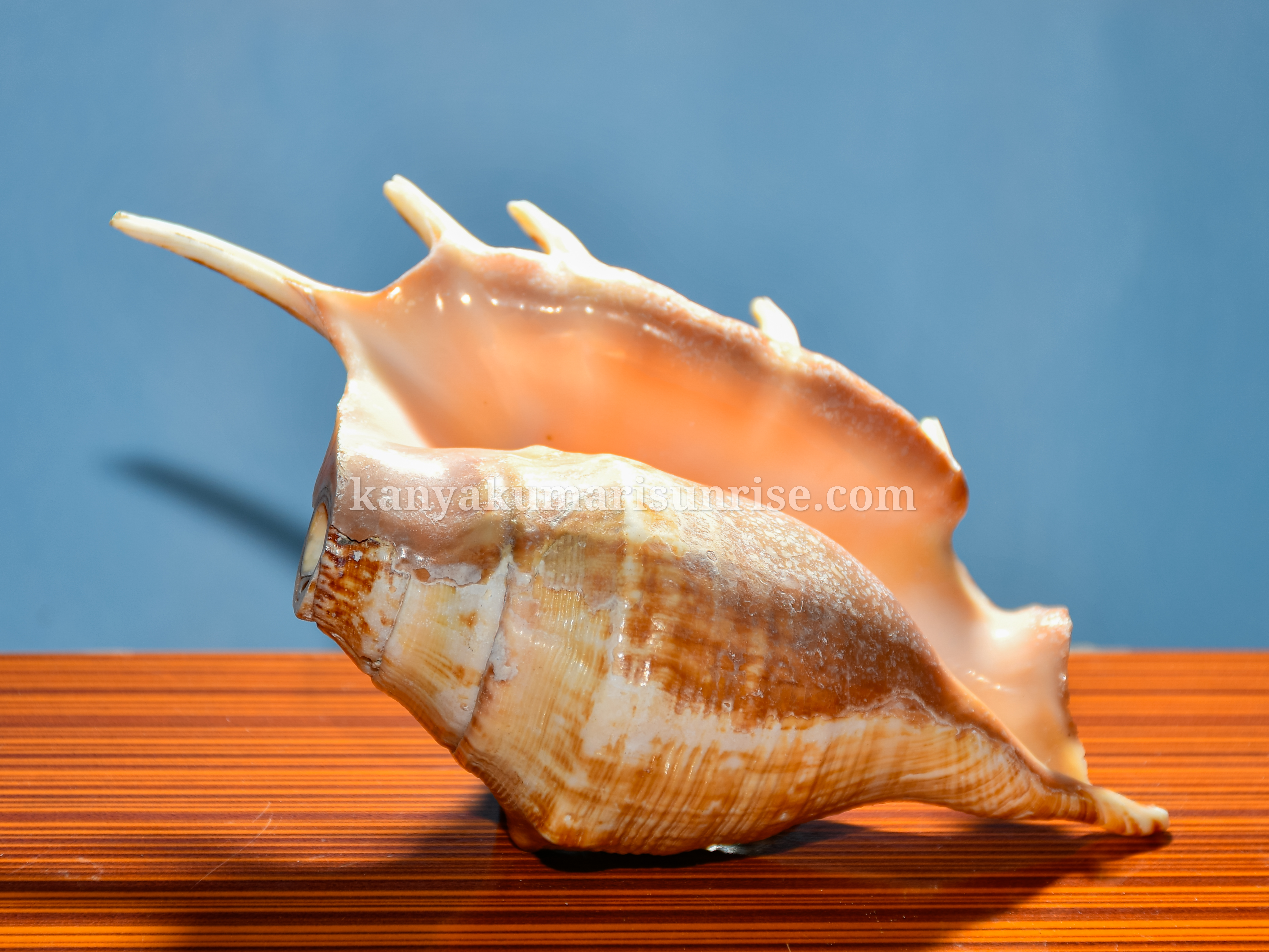 Natural Ocean Decorative Conch Shell Orange Pattern Marine Sea Shell - Image 2