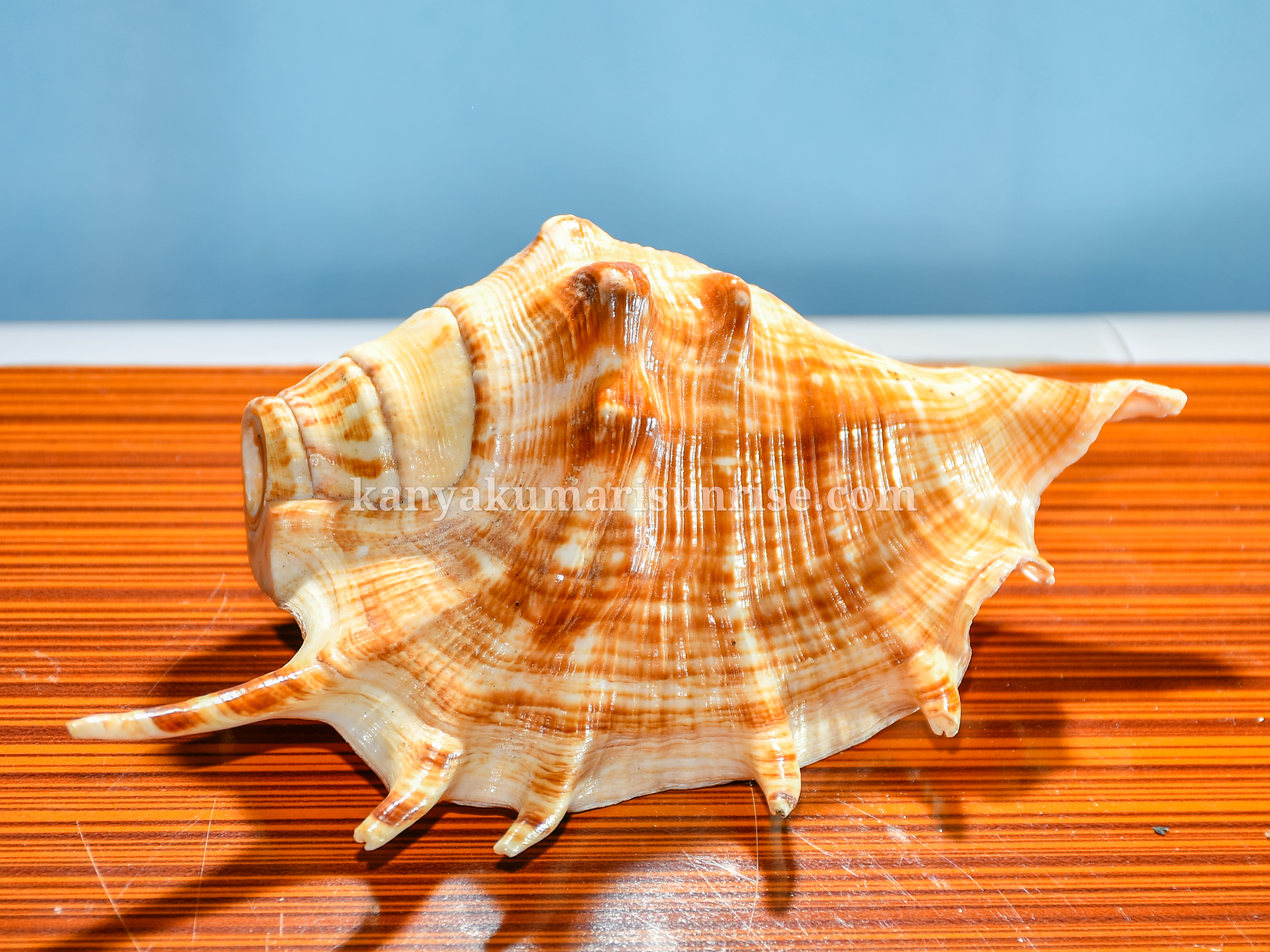 Natural Ocean Decorative Conch Shell Orange Pattern Marine Sea Shell - Image 3