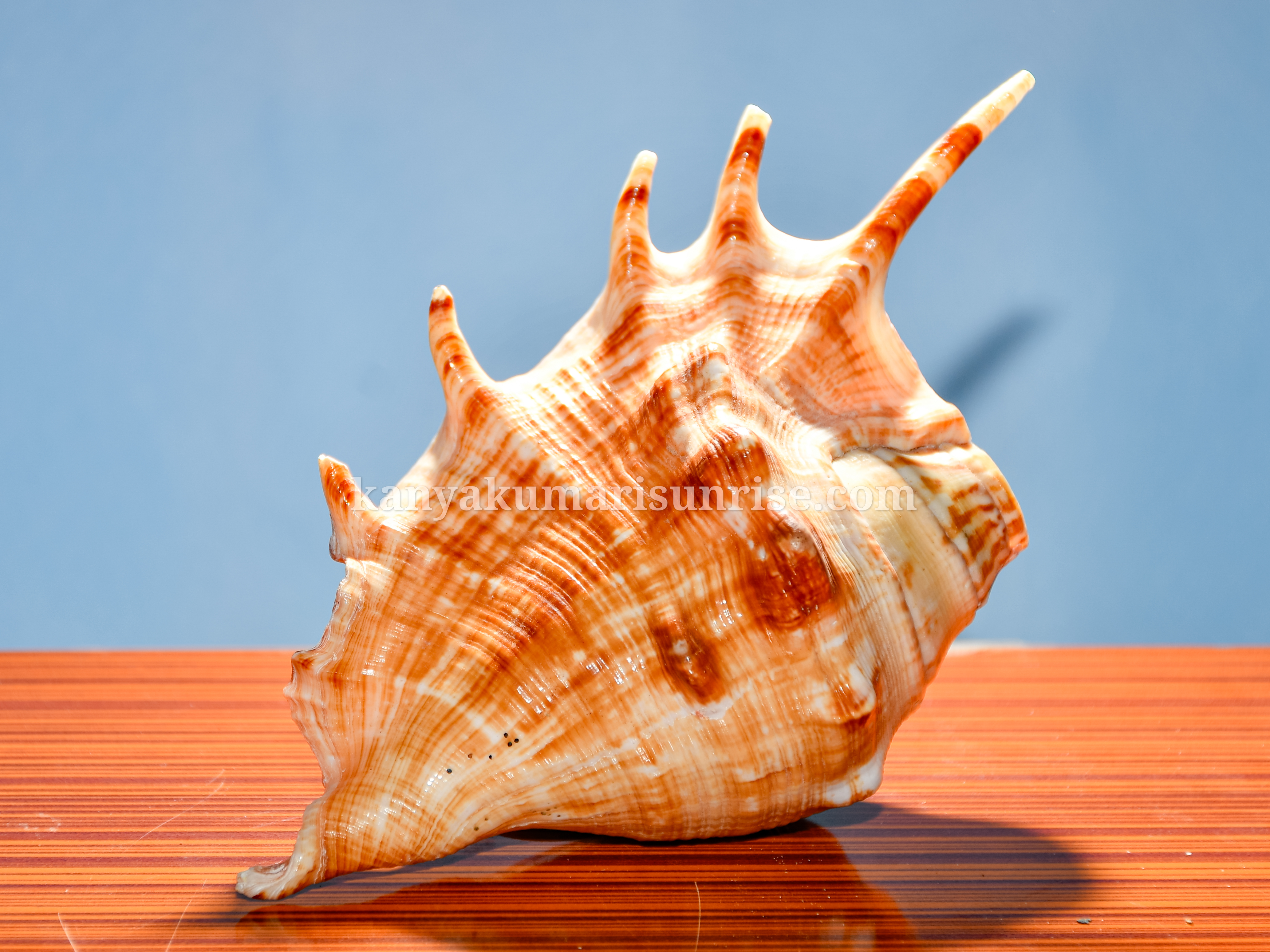 Natural Ocean Decorative Conch Shell Orange Pattern Marine Sea Shell