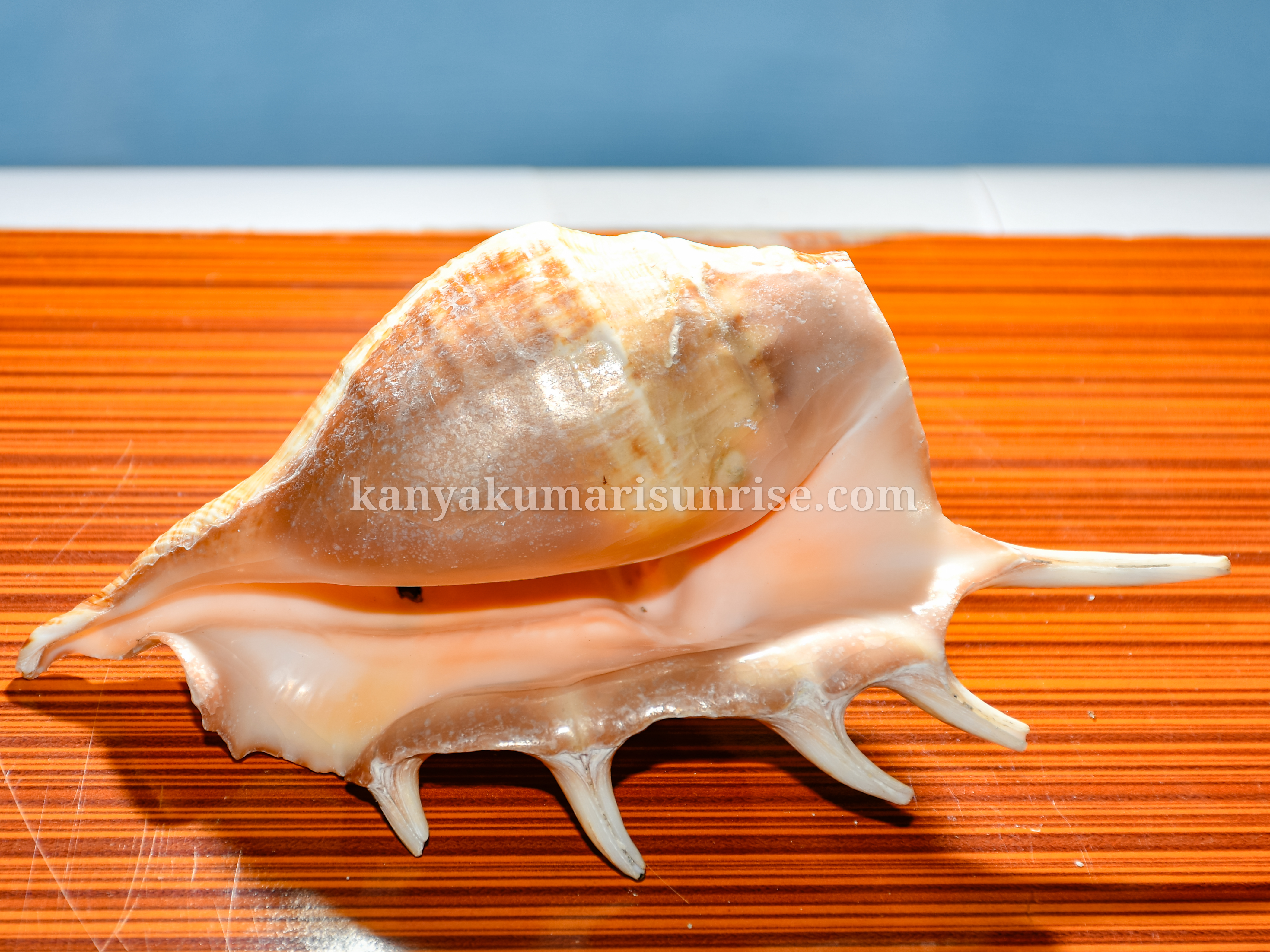 Natural Ocean Decorative Conch Shell Orange Pattern Marine Sea Shell - Image 6