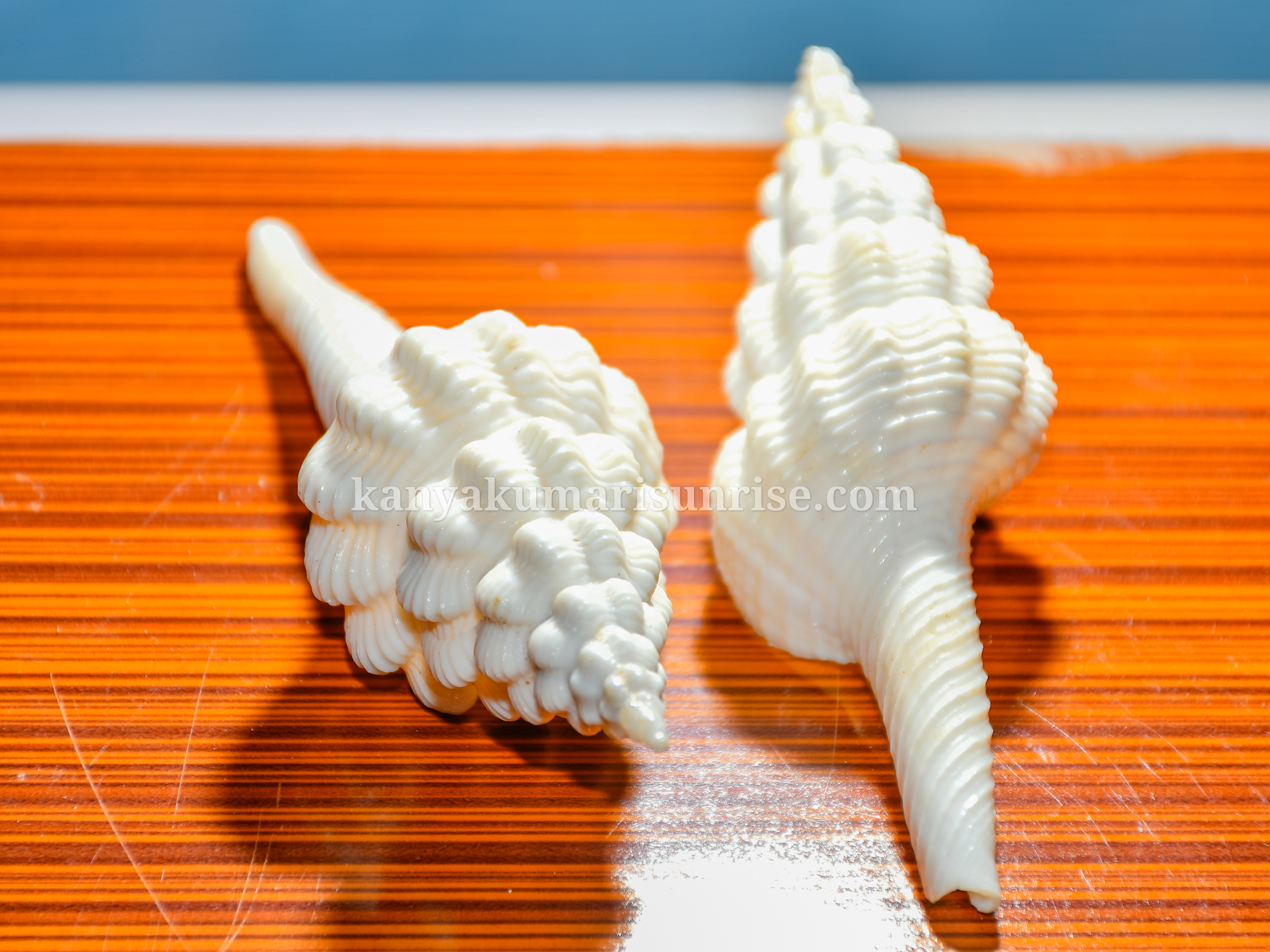 Natural Turritella Sea Shell – Long Spiral Ocean Shell