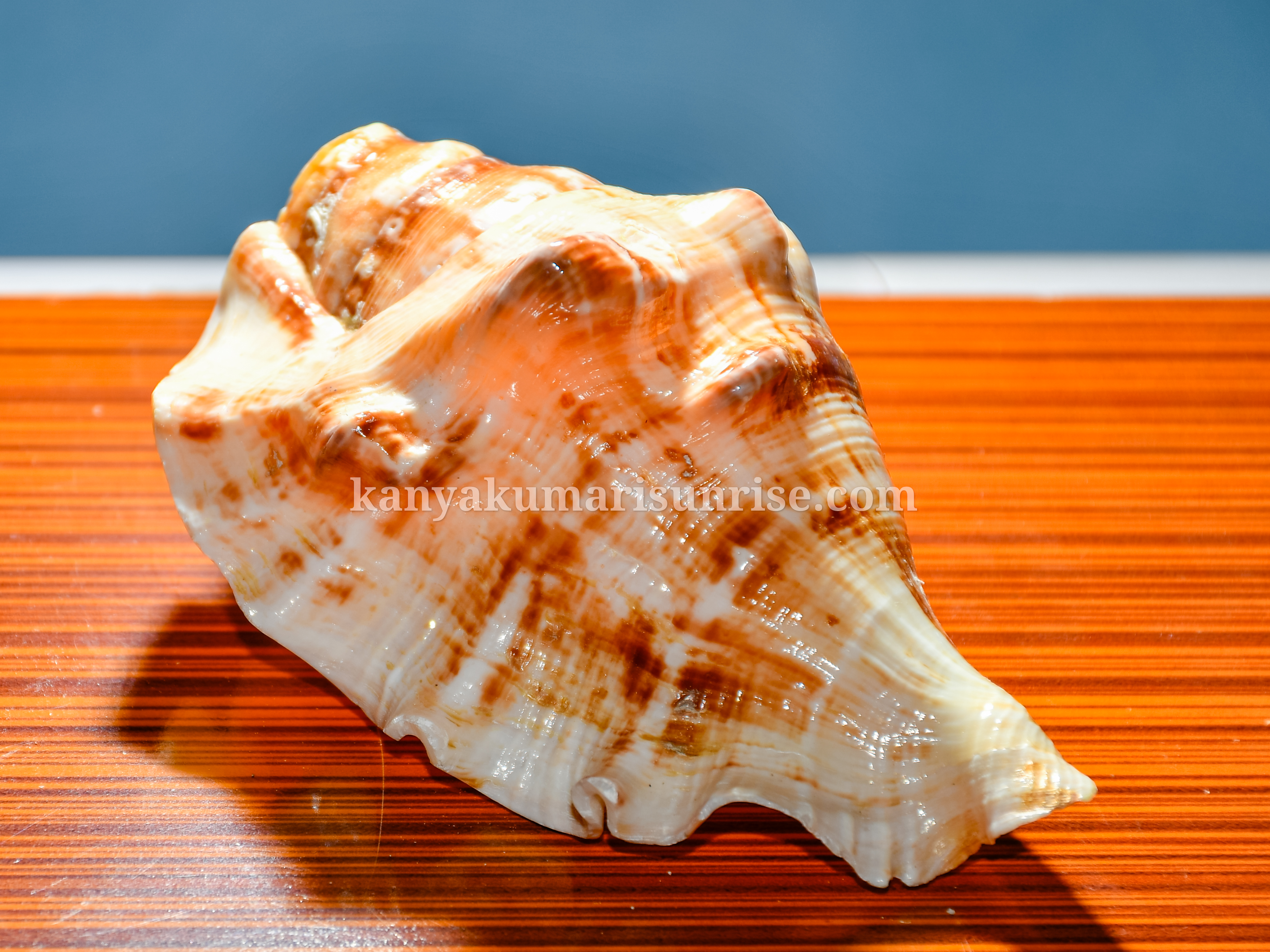 Natural Ocean Decorative Shell