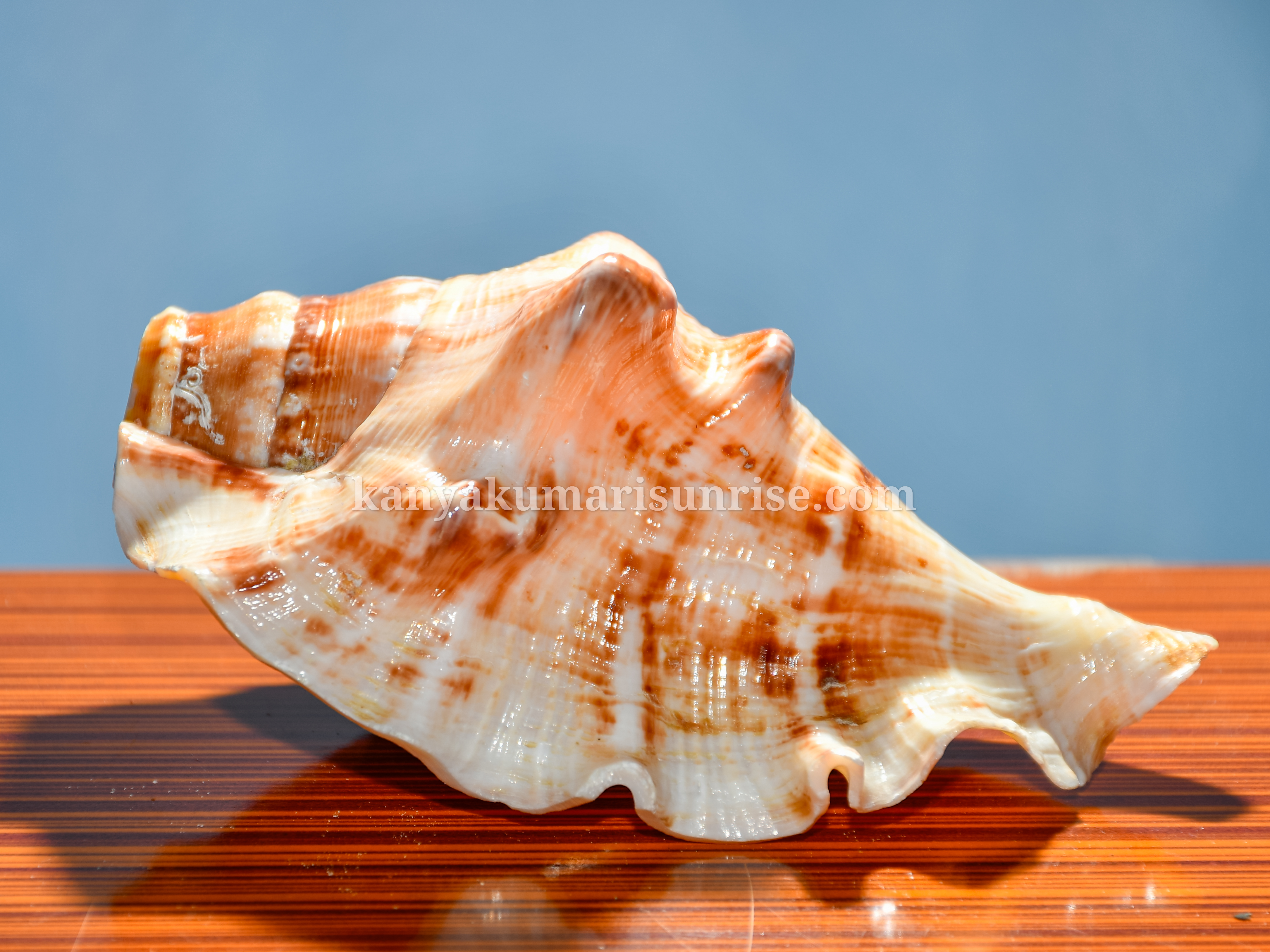 Natural Ocean Decorative Shell - Image 4